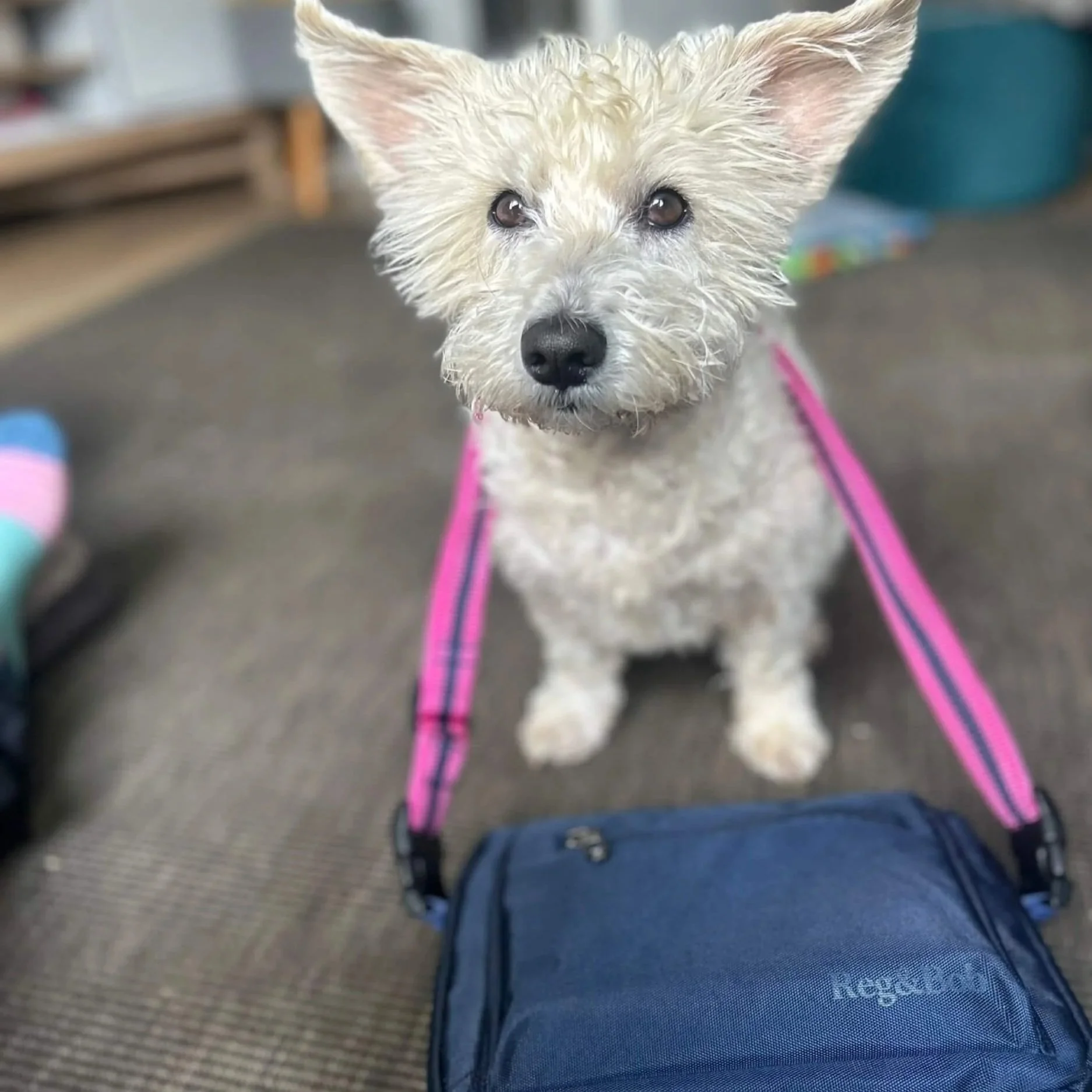 blue Reg&Bob dog walking bag with pink strap modelled by Westiepoo Marge
