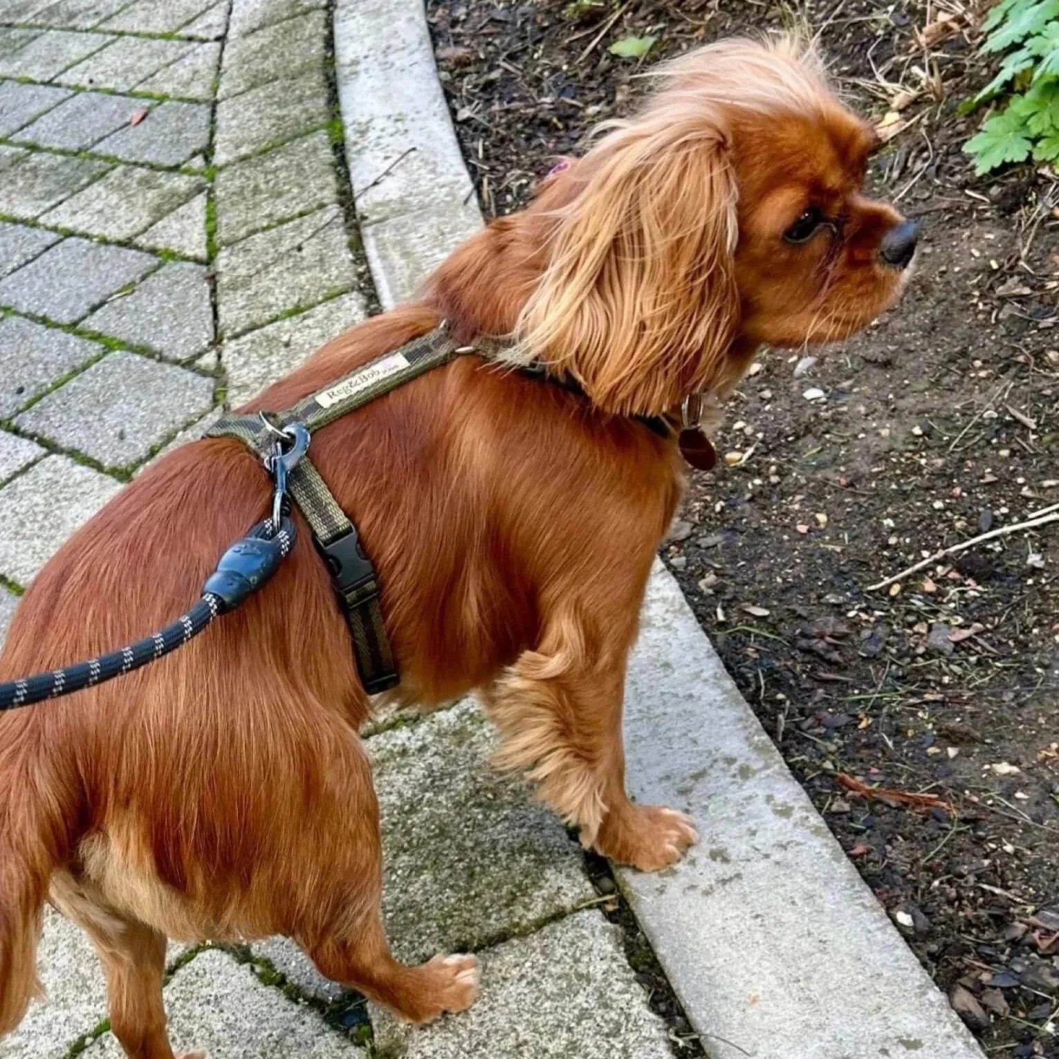 King Charles spaniel wearing the Reg&Bob y-shaped harness in khaki stripe