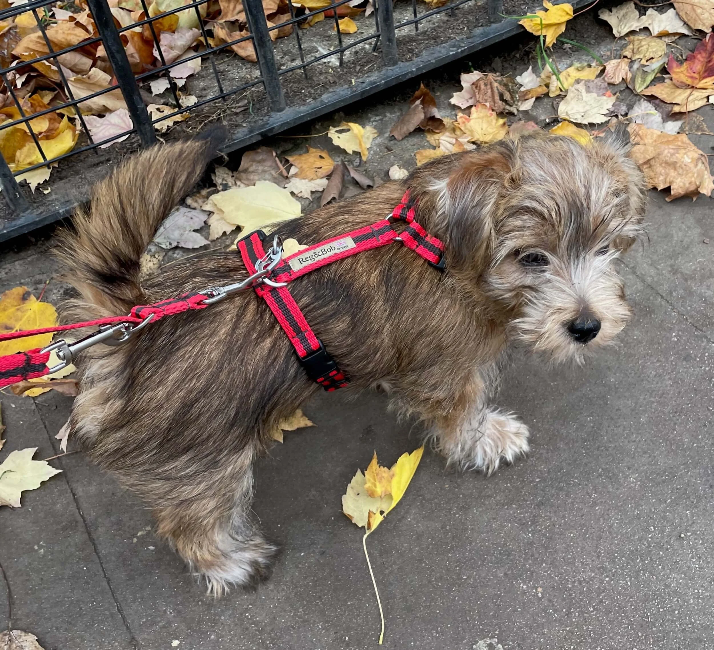 Bob Harness Razorbacks Harnesses — Reg&Bob