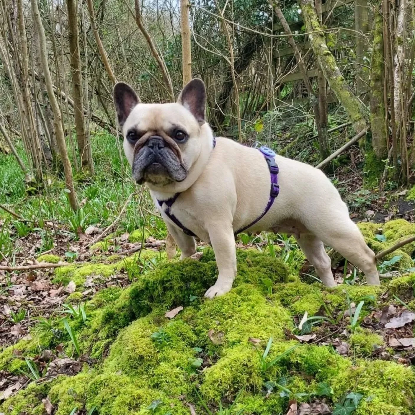 French bull dog wearing Reg&Bob purple harness in size S/M