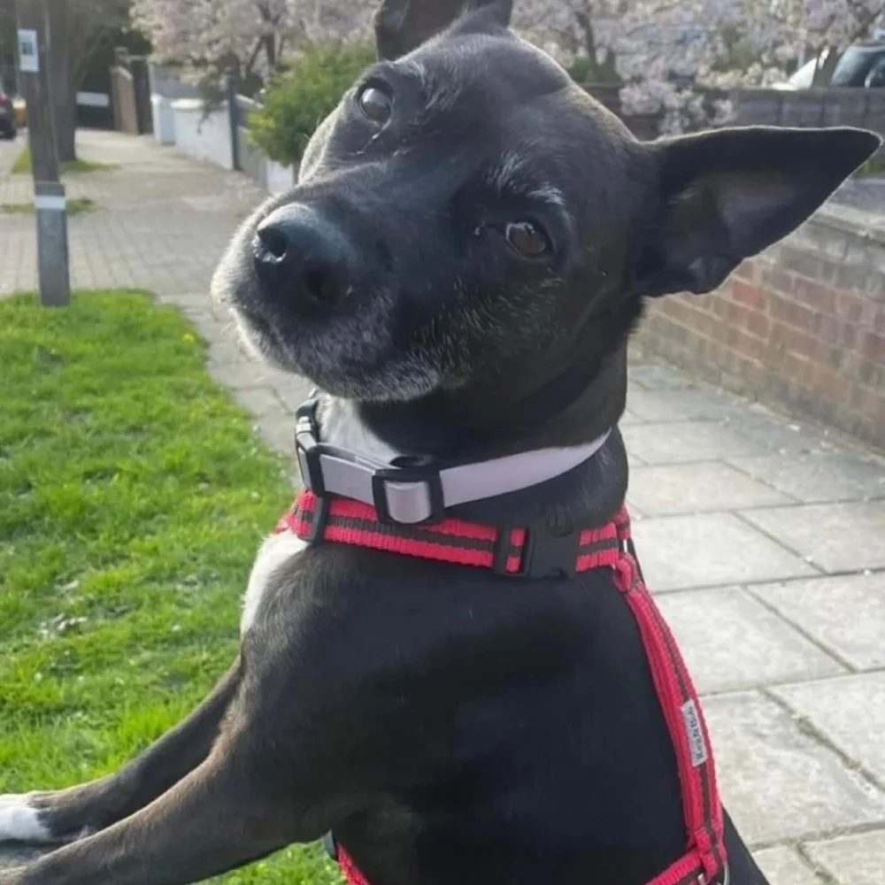 lightweight and easy to wear expert designed dog harness — Reg&Bob