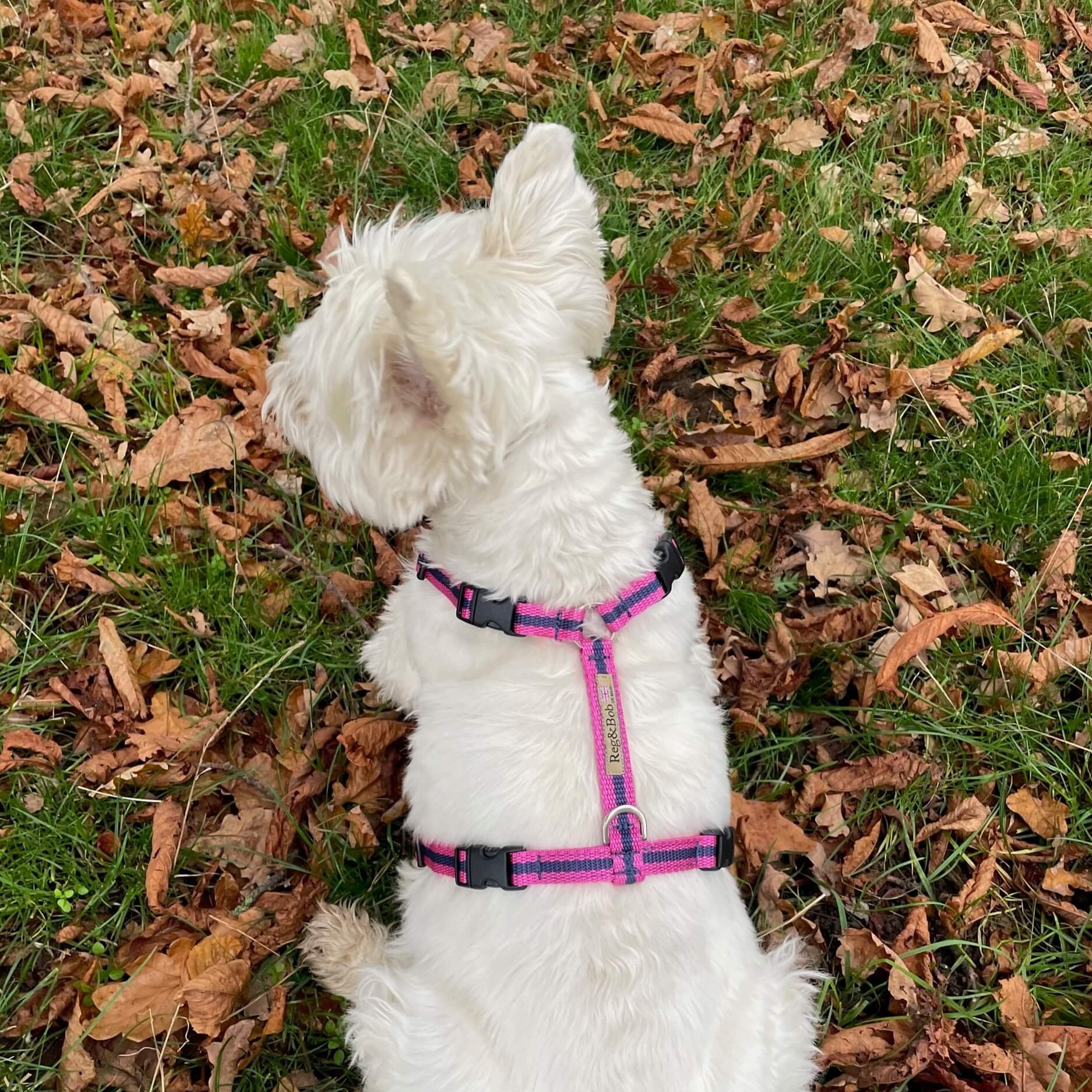 westie-y-shaped-harness-pink-reg-and-bob.jpg