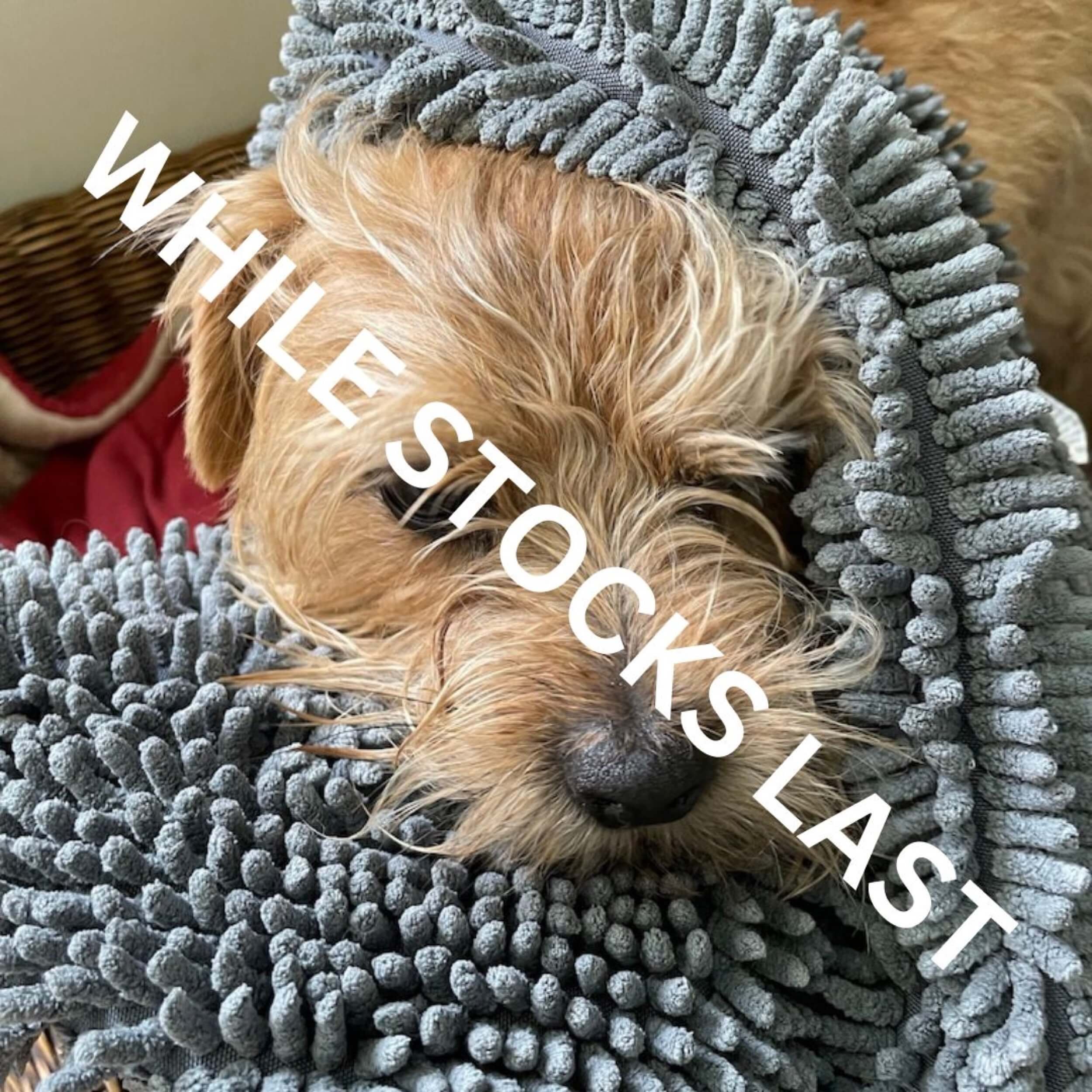 Reduced-Soggy-Doggy-drying-shammy-greyT-reg-and-bob (1).jpg