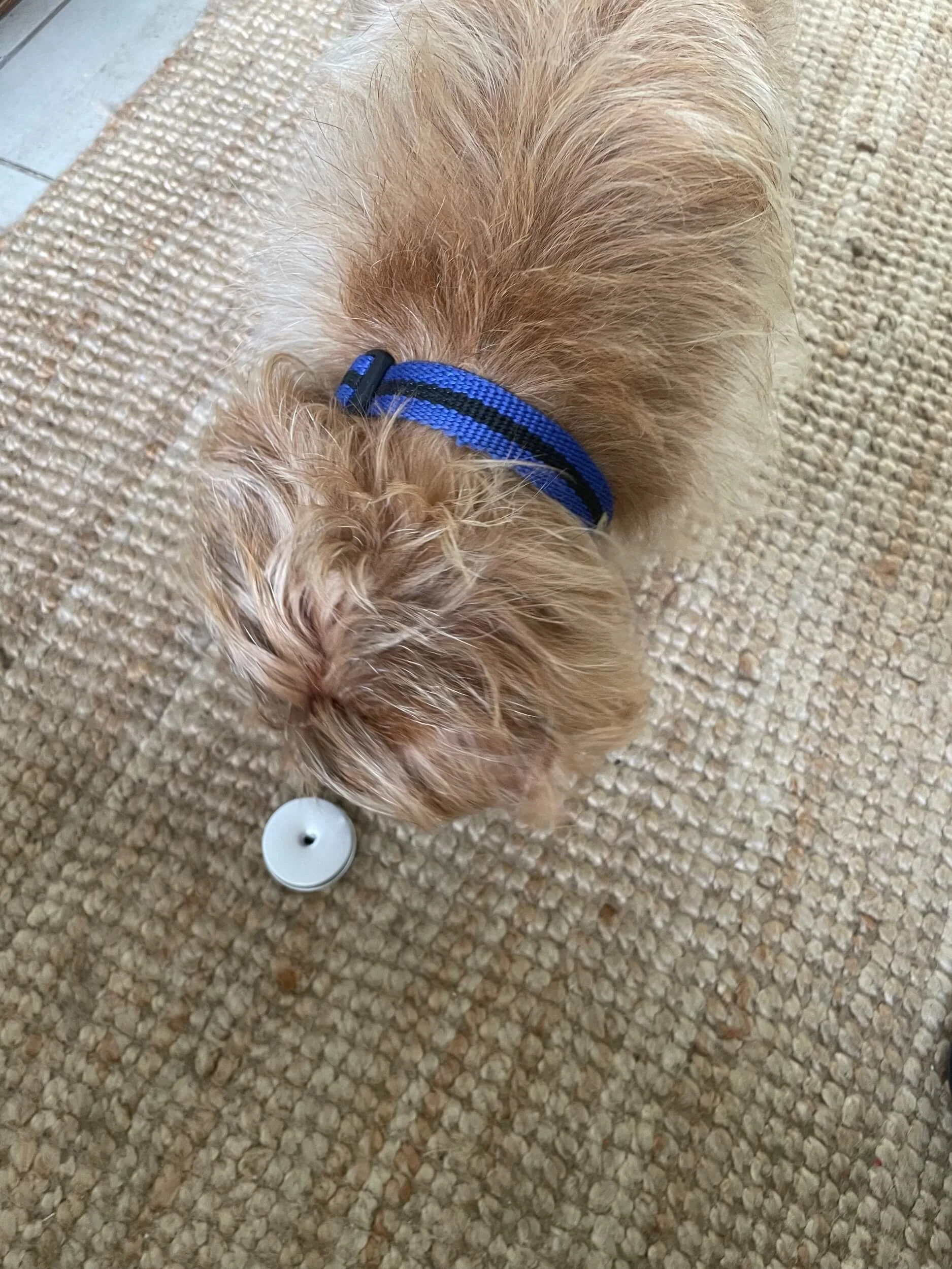 Bob indicating the scent tin whilst wearing a Reg&Bob collar in blue stripe