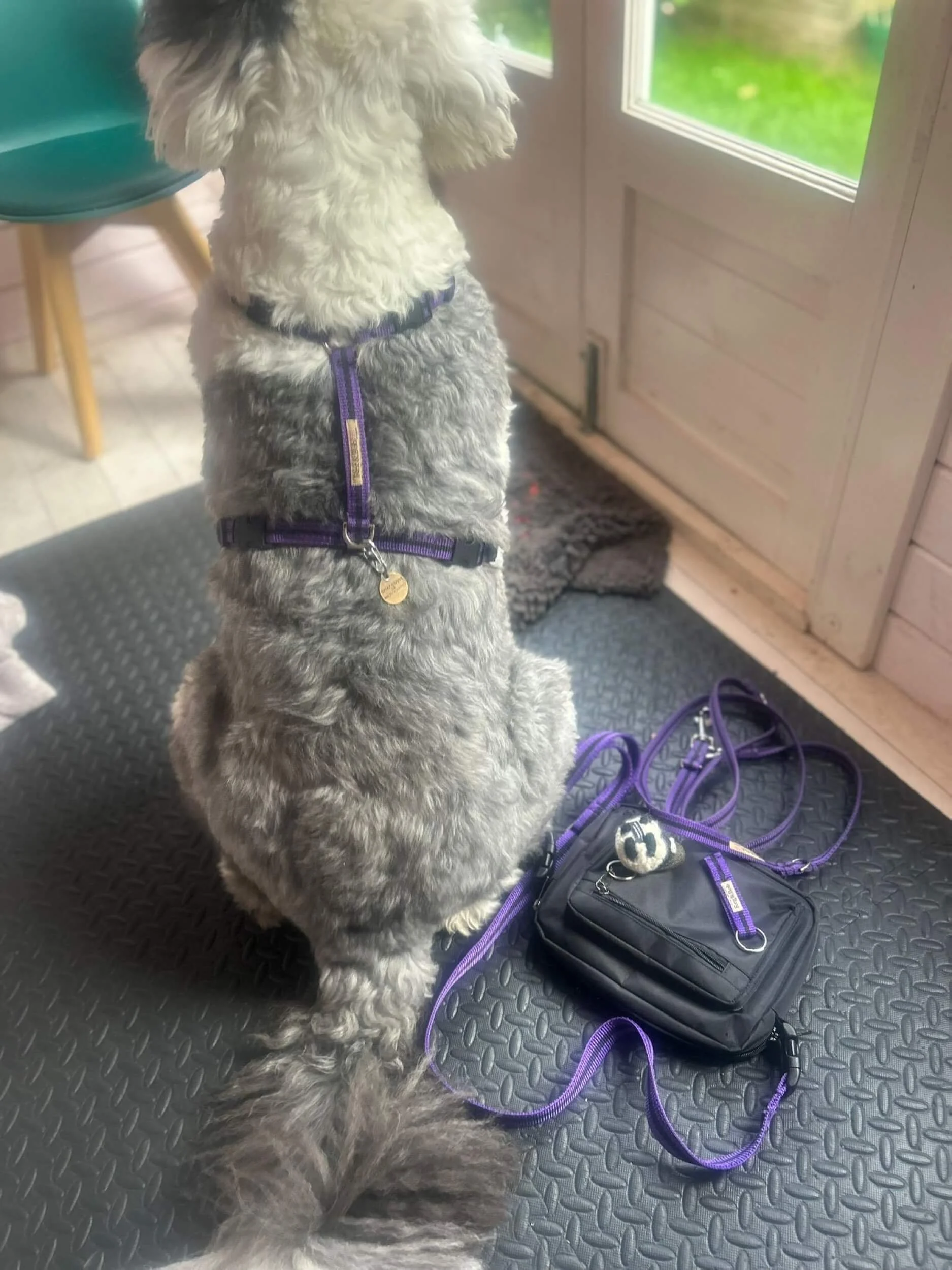 old-english-sheepdog-reg-and-bob (1).jpeg