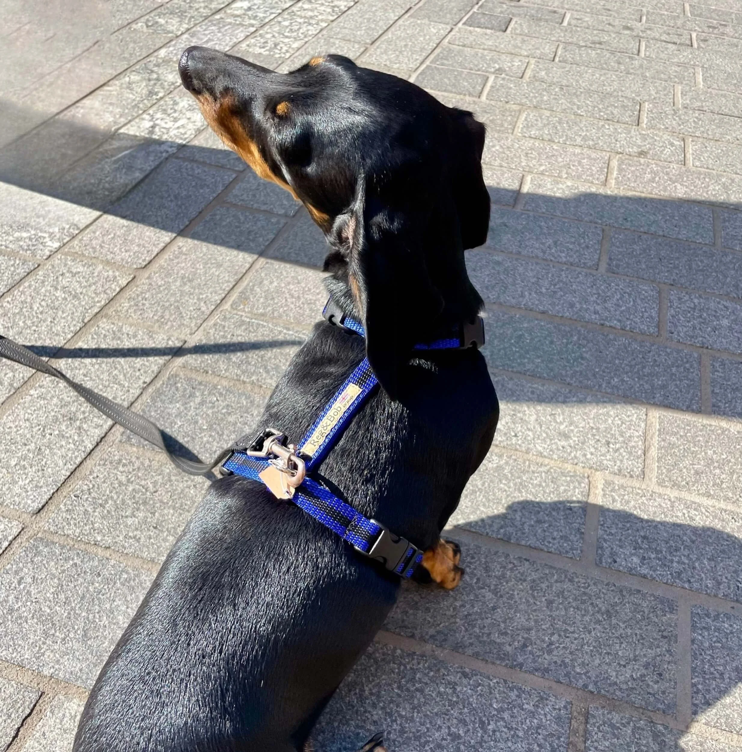 Bob Harness Razorbacks small dog harness — Reg&Bob