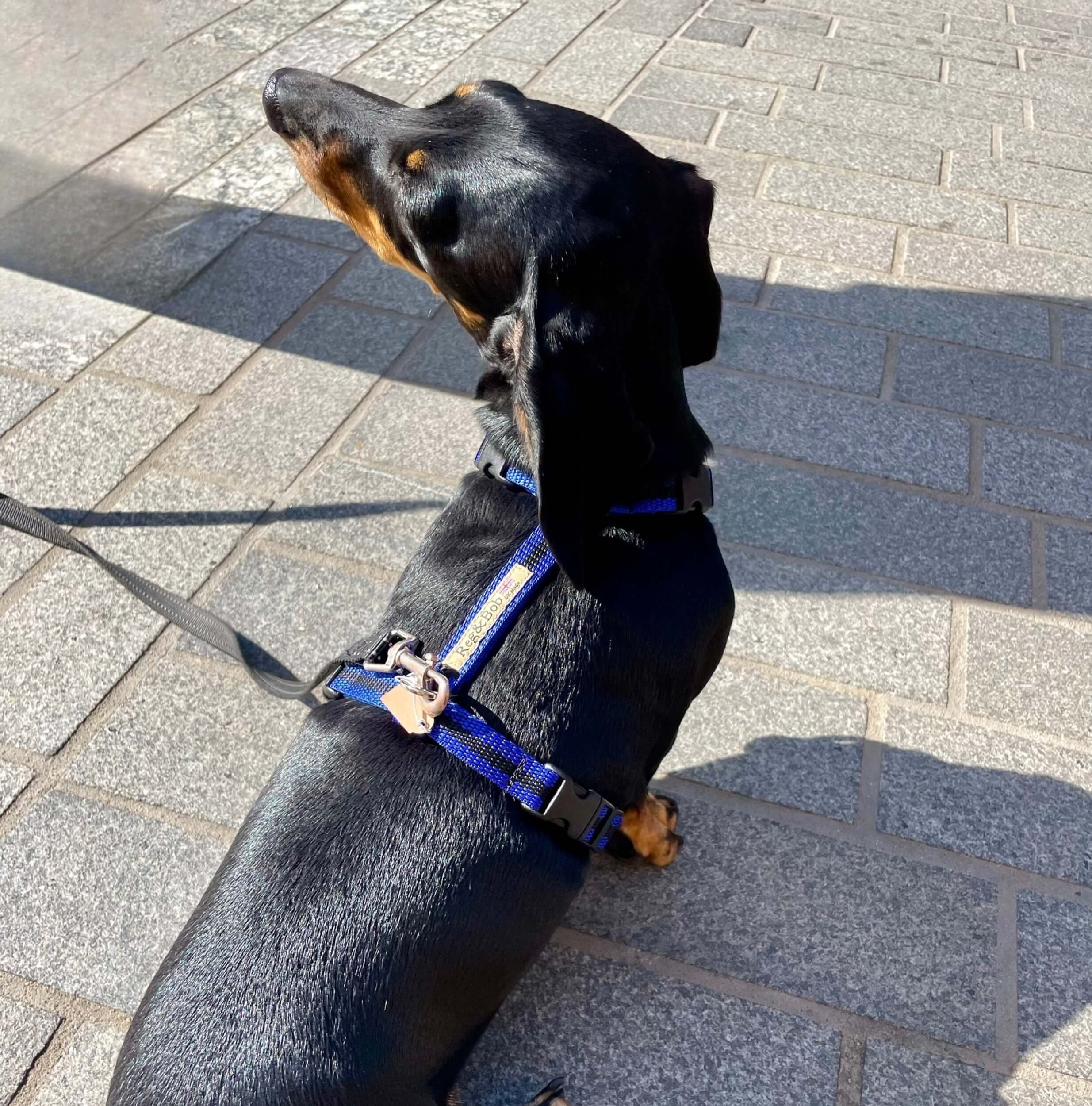 small dog harness — Reg&Bob