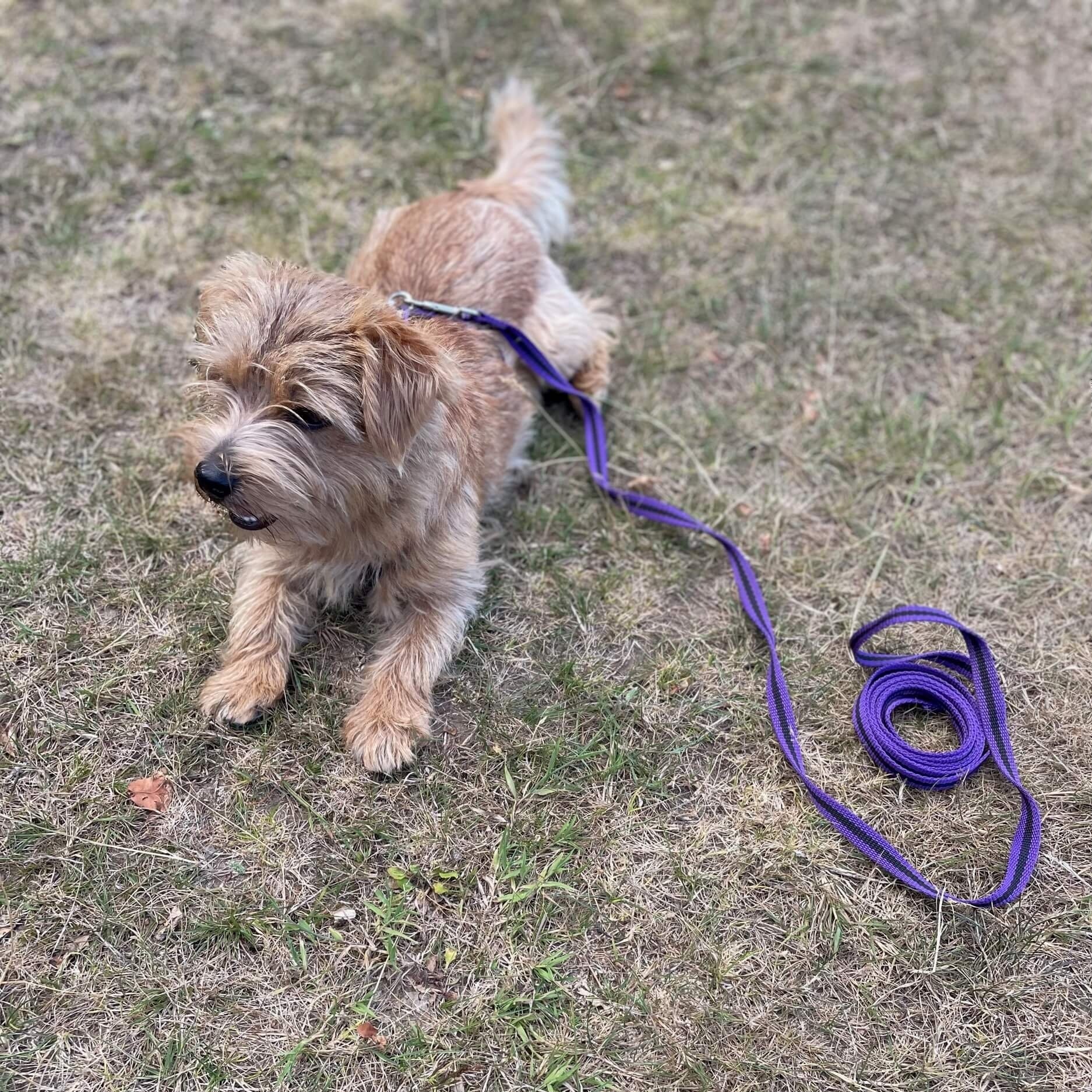 Norfolk terrier puppy Jim wearing purple harness and matching long line by Reg&Bob readying for training class