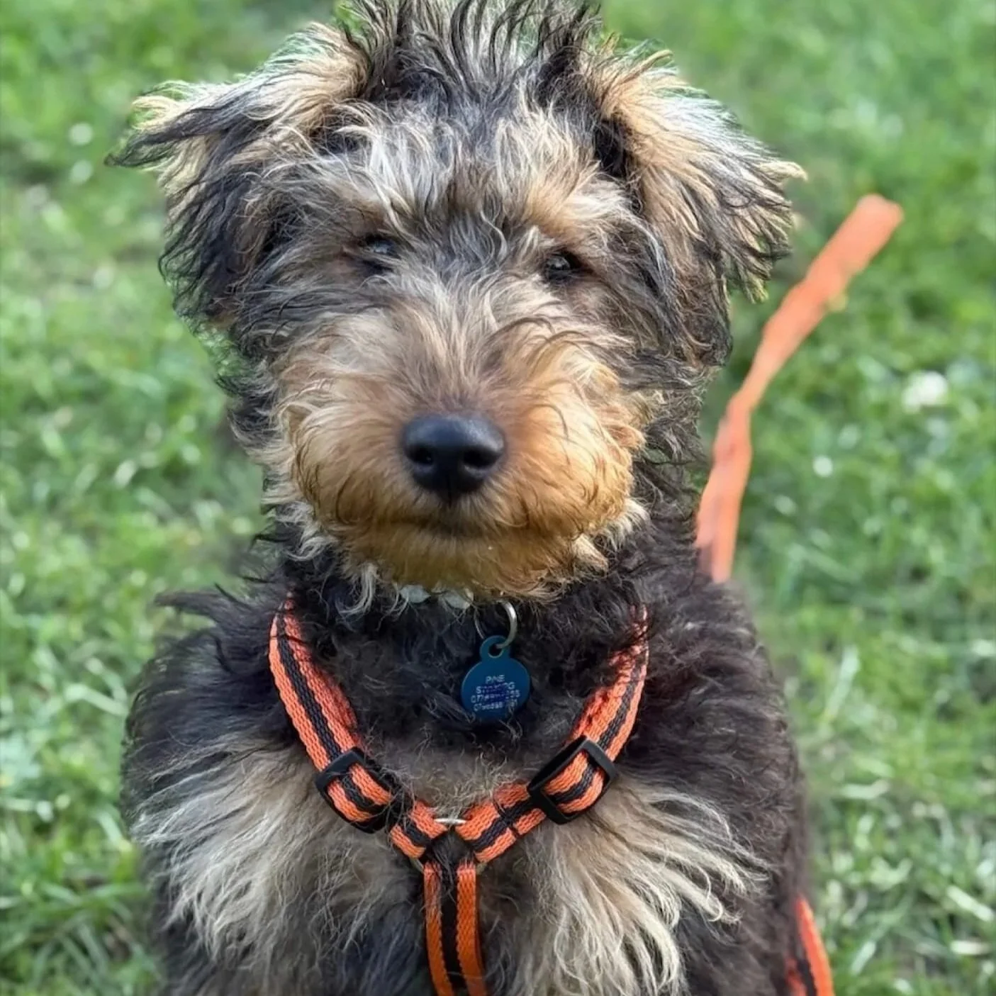 Welsh terrier wearing the bright orange Reg&Bob y-shaped harness with matching lead