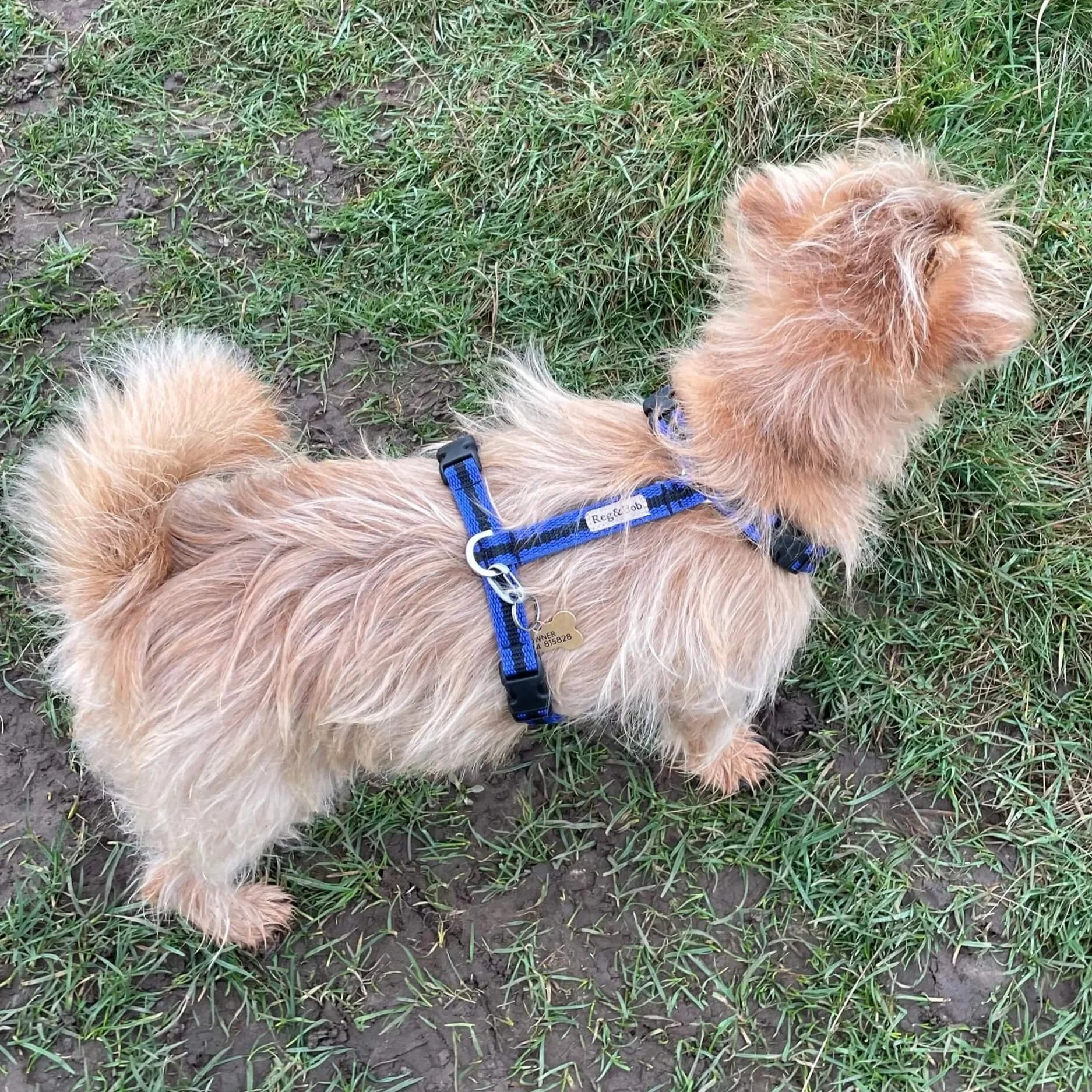 Norfolk terrier and Reg&Bob founder Bob wearing the blue S/M harness in blue stripe by Reg&Bob.jpg