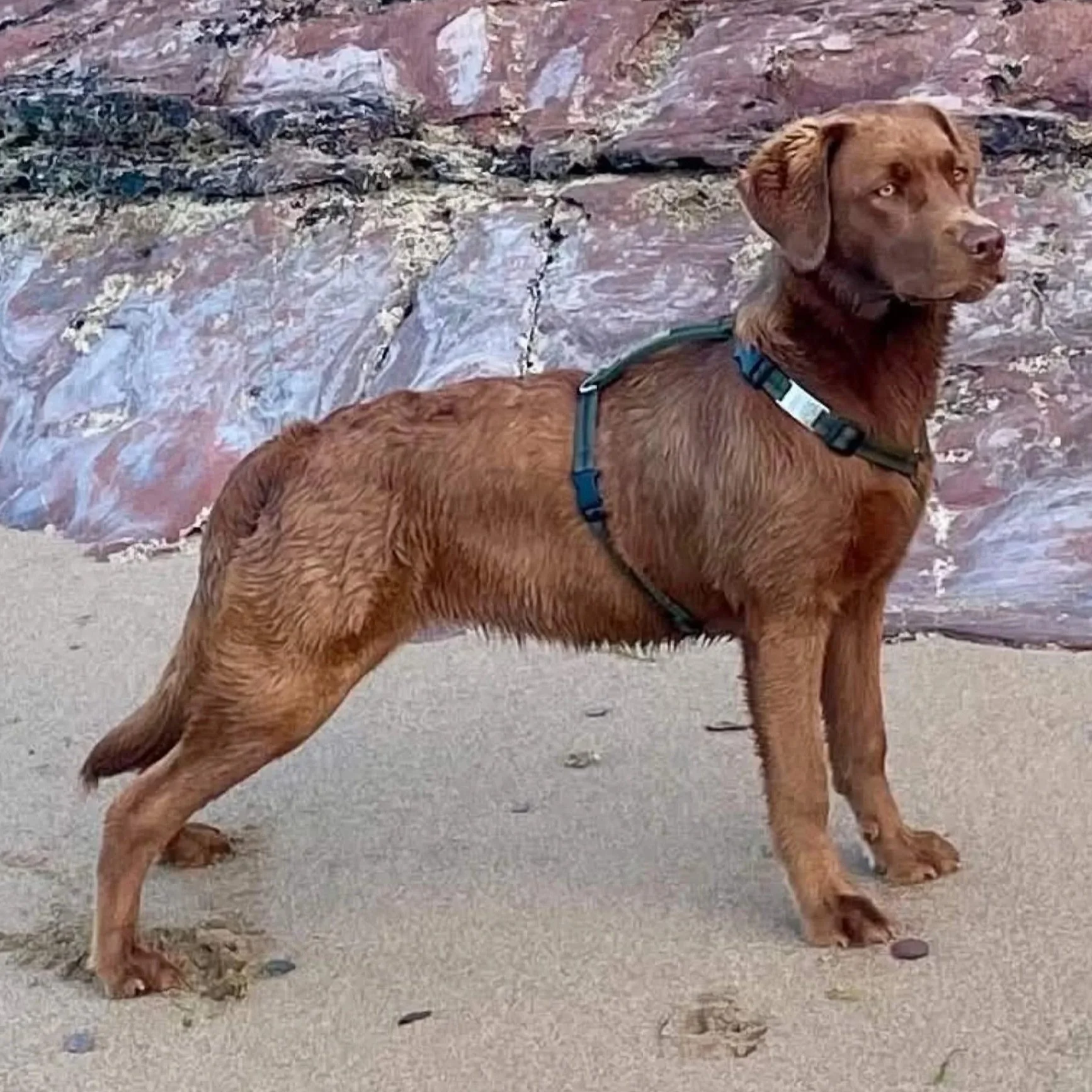 Chocolate lab in medium -large khaki Reg&Bob harness standing on a beach showing how the harness leaves the shoulders free for natural movement.jpg