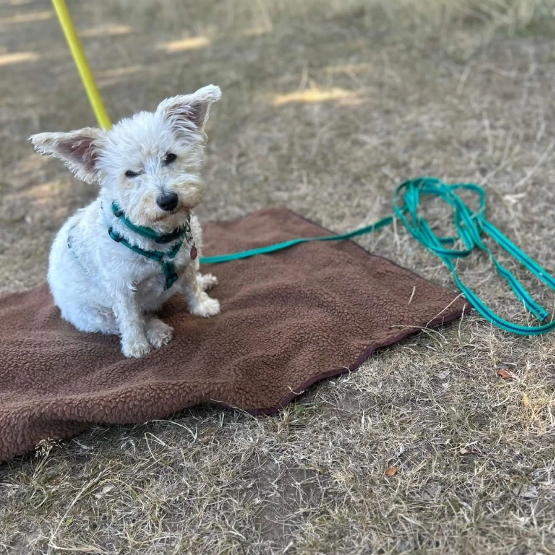 Westipoo wearing Reg&Bob harness, collar and 5 metre long line in jade colourway