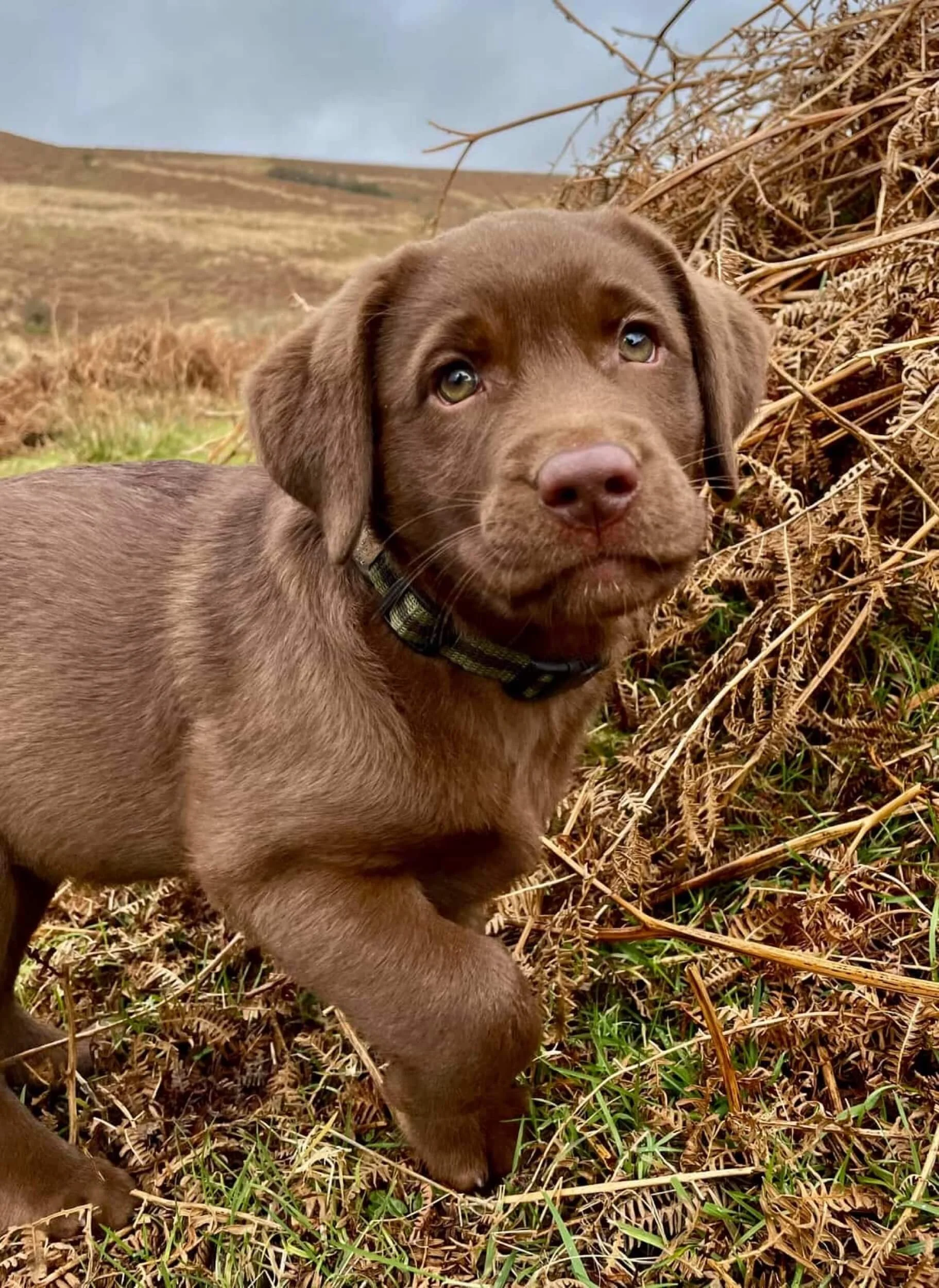 khaki collar in size small worn by choclate Labrador puppy in countryside setting