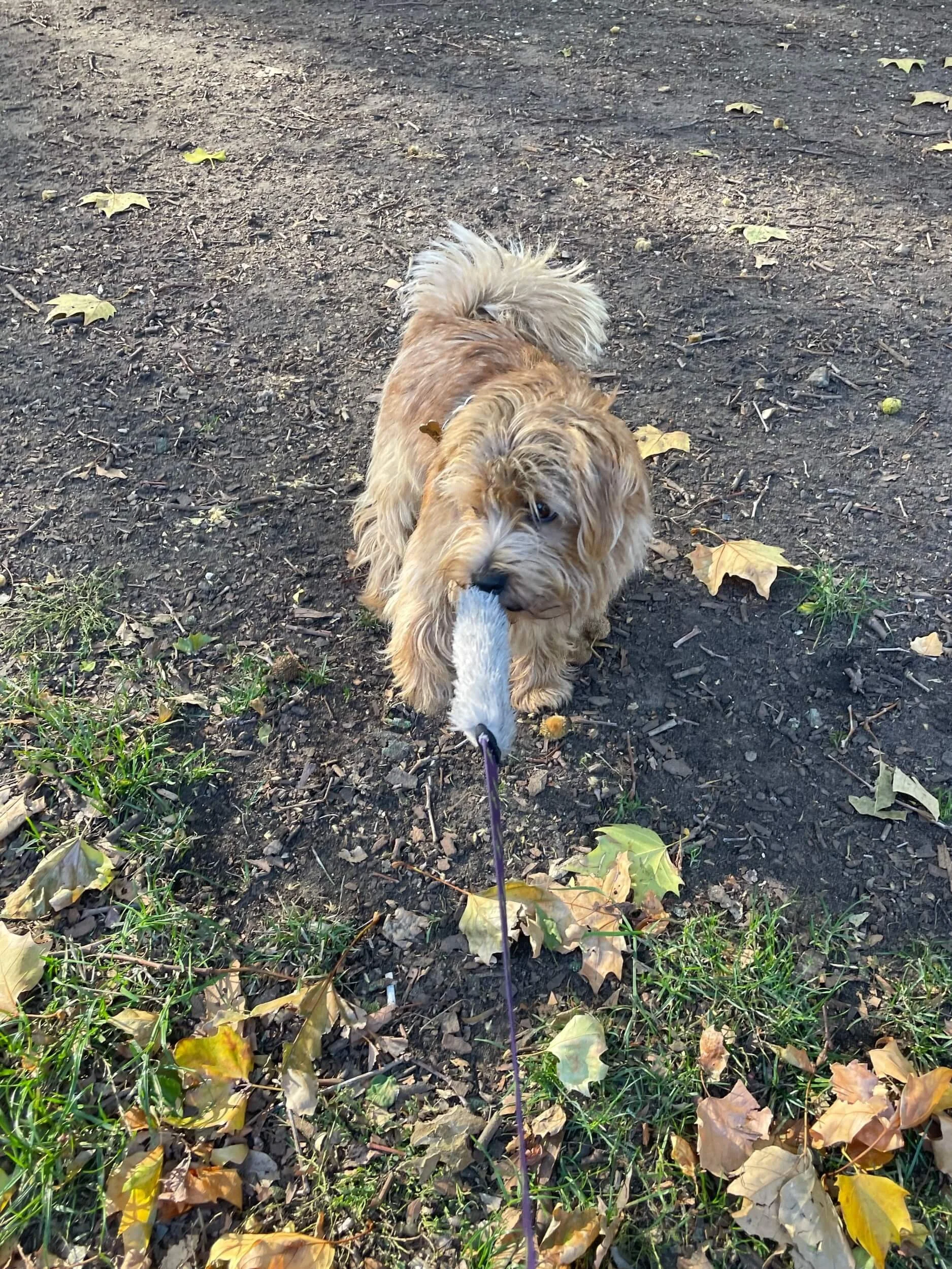 Jim playing with his Tug-e-nuff tugger in the park