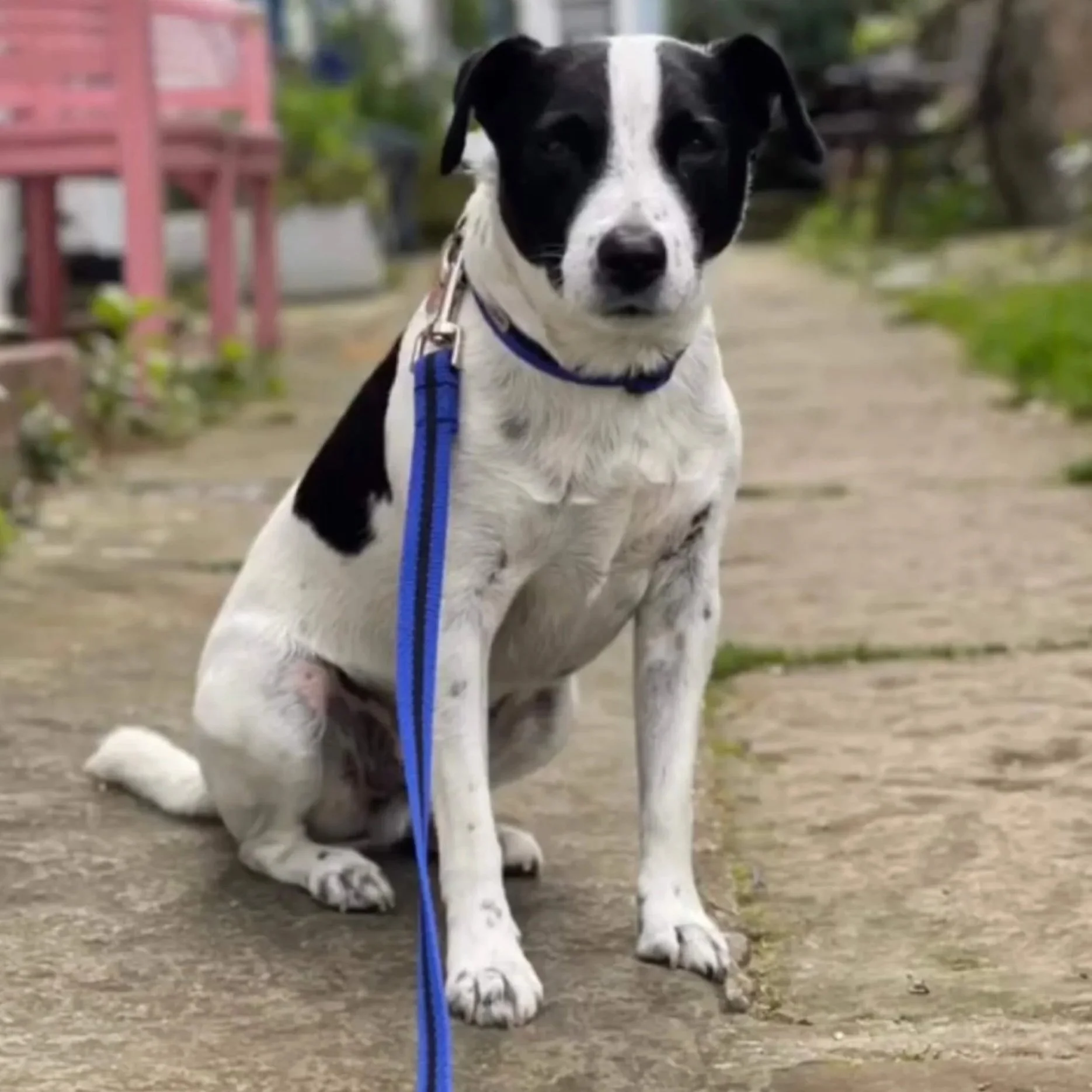 Patch+wearing+blue+collar+and+standard+lead-reg-and-bob+%281%29.jpg