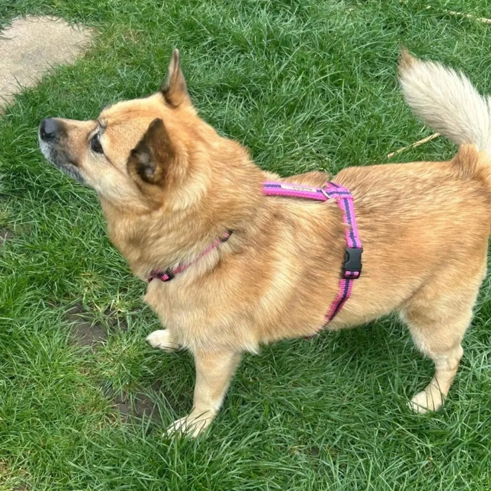 pink M/L Reg&Bob harness on Husky cross