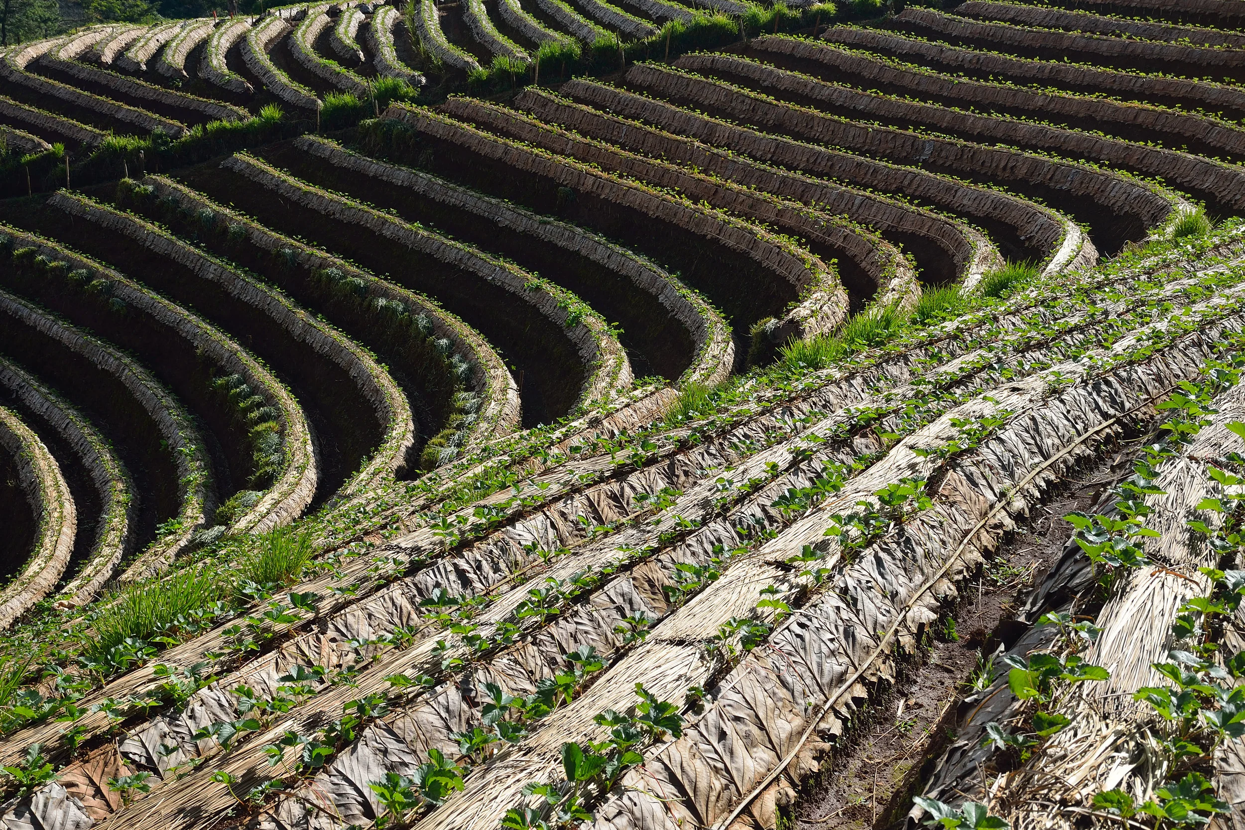 field-belairproduce.jpg