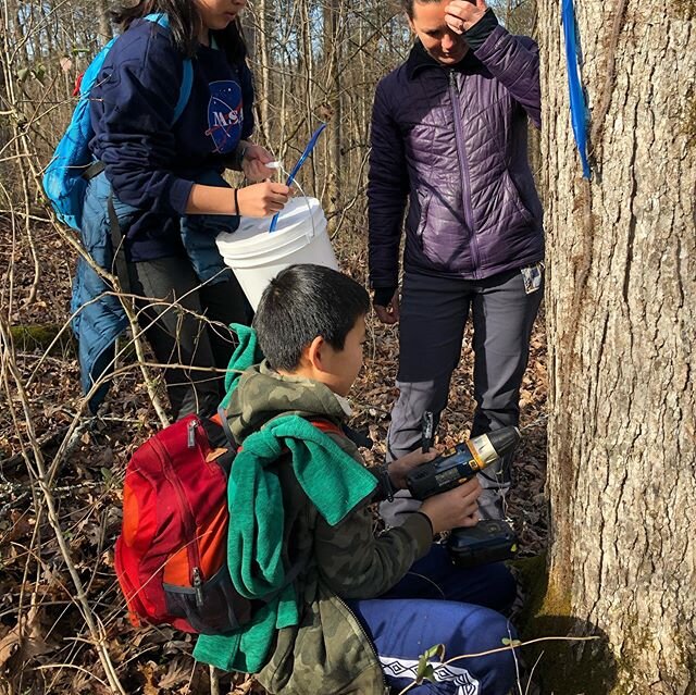 The 10-14 year olds made acorn flour in the fall and decided they might need some maple syrup to go on those Acorn pancakes. Today we tapped 10 sugar maples. We will see how the sap flows. It was pretty exciting when they got to taste some sap as soo