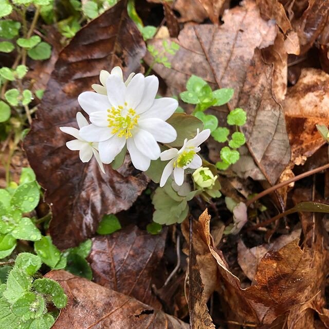 Signs of spring are all around us. It&rsquo;s coming! #knoxforestschool