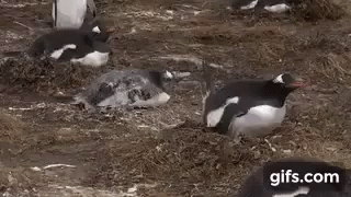 penguin_poop.gif