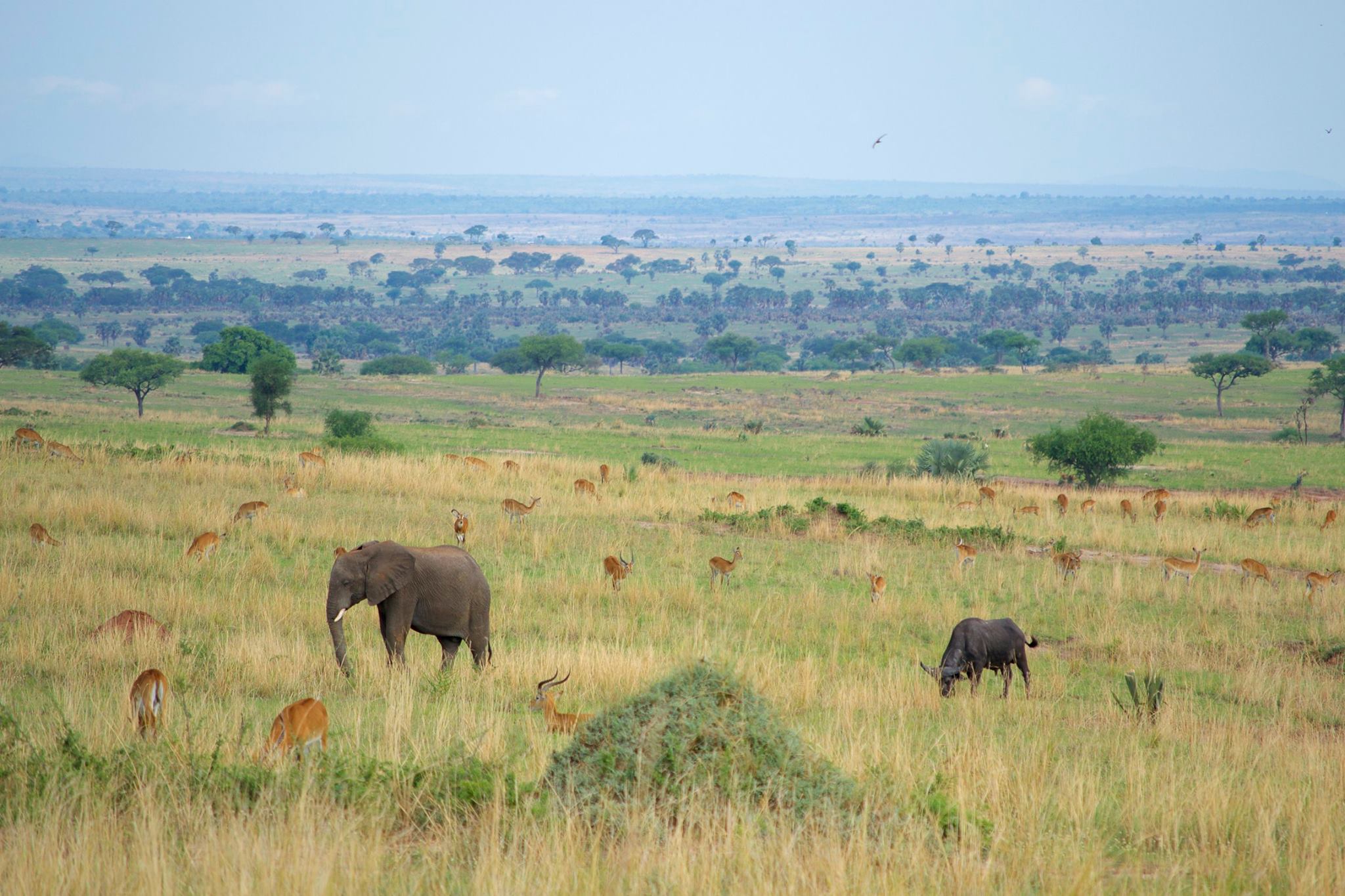 Paysage_antilopeelephant.jpg