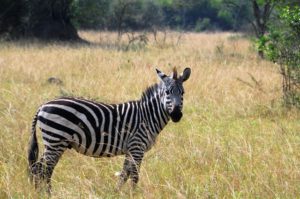 Lake-Mburo-National-park-7-300x199.jpg