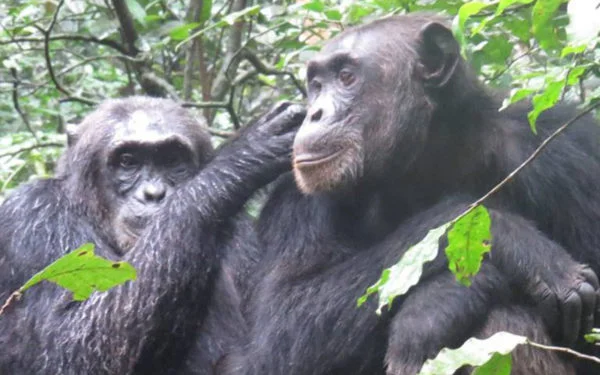 kibale-national-park-600x375.jpg
