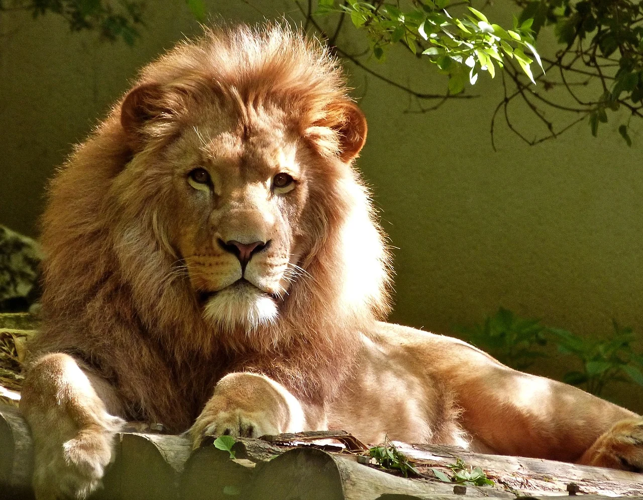 lion-1840092_1280.jpg
