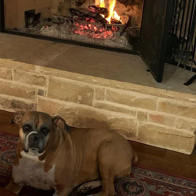 Queen Osa enjoying a beautiful fire!
#boxerlover #staywarm #lazysunday #urbanfarmhouse