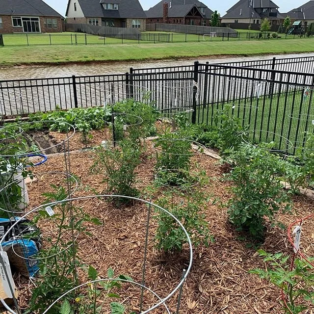 So proud of our garden this year! Big shout out to hubby for helping!
#3sisters #gardenglory #covid19escape #youcantakethegirloutofthecountrybutyoucanttakethecountryoutofthegirl #gardening #urbangarden #summerisalmosthere #eatwhatyougrow #boldfoodsty