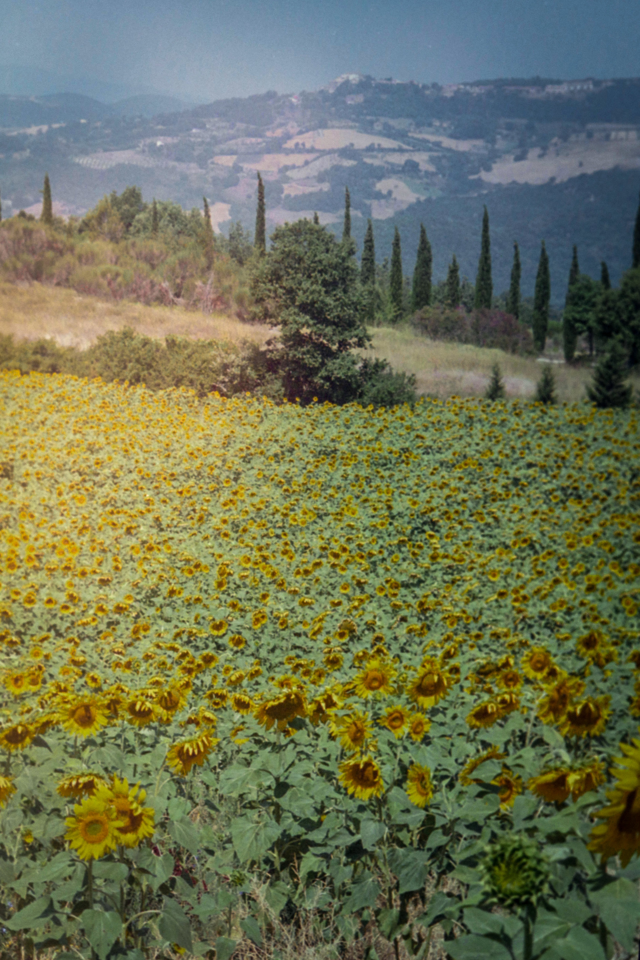 Tuscan sunflowers.jpg