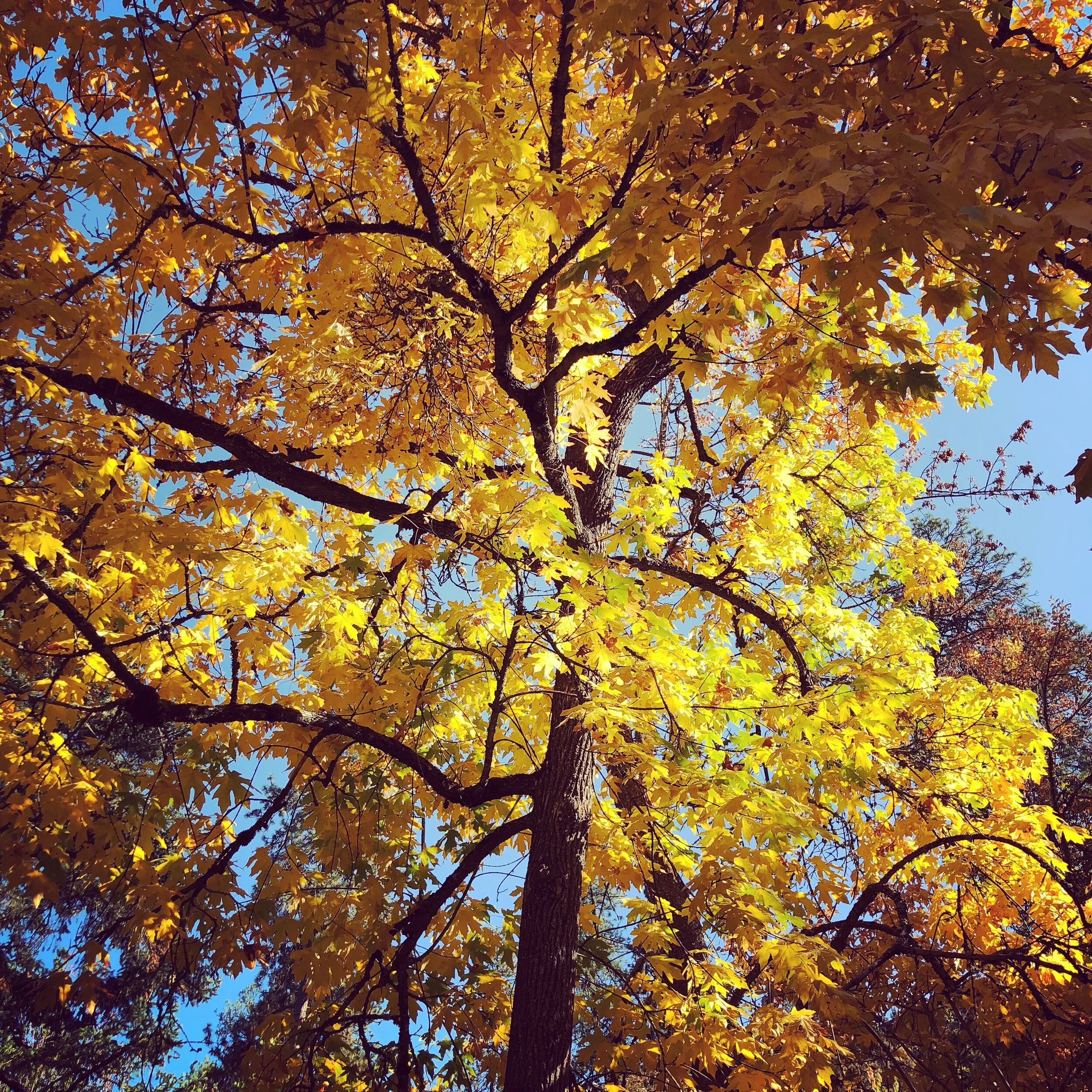 Things to Look Forward to as We Fall Back