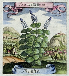 Antique Flora and Fauna