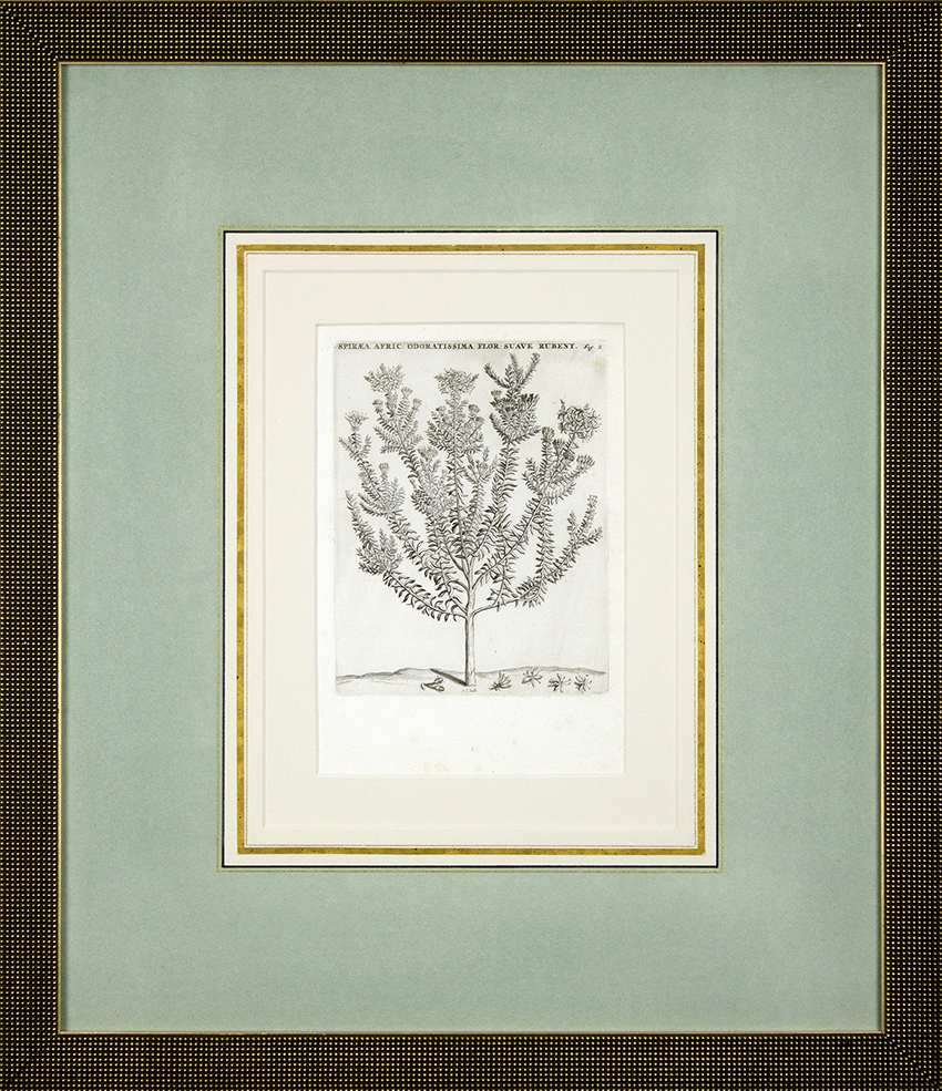 Antique Botanical - 17 3/4" x 20 3/4" framed