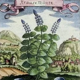 Antique Flora and Fauna
