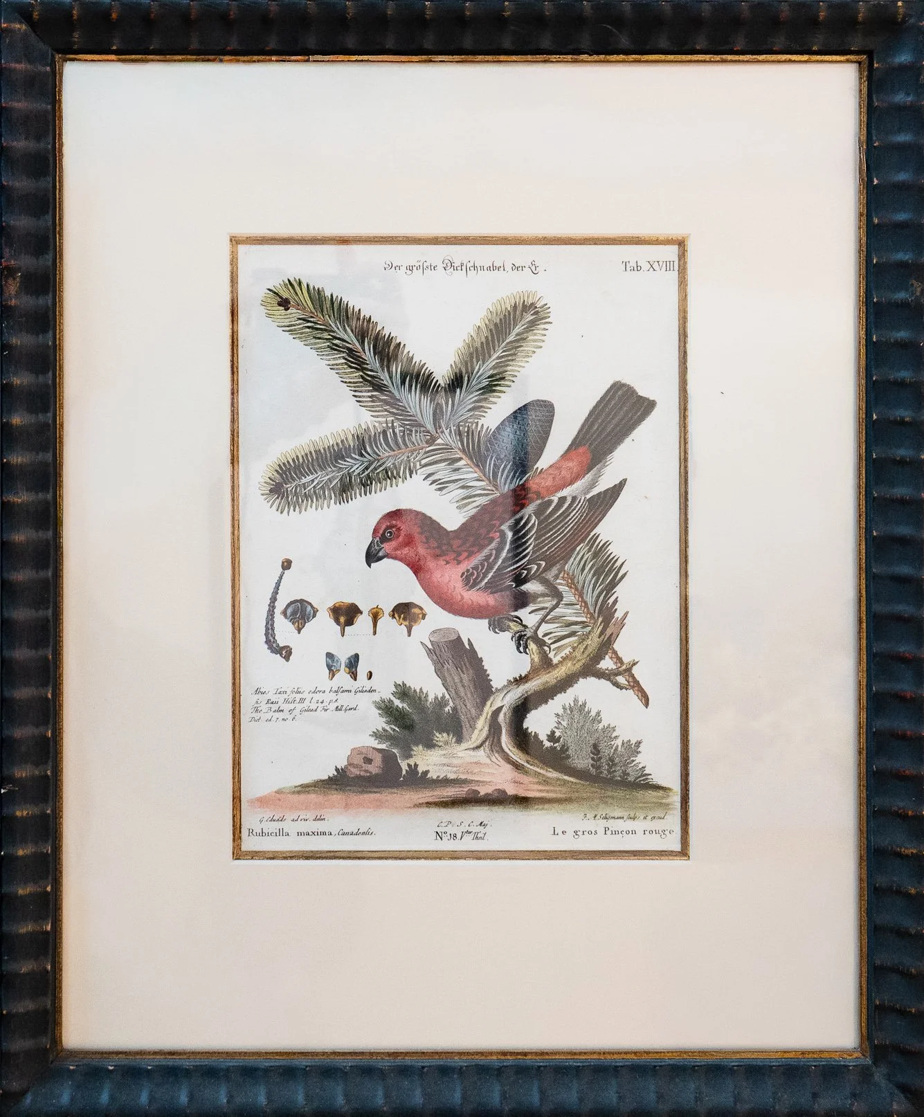 Bird Print #2 - George Edwards by Seligmann: Nuremburg, 1720-62 - original color engraving
