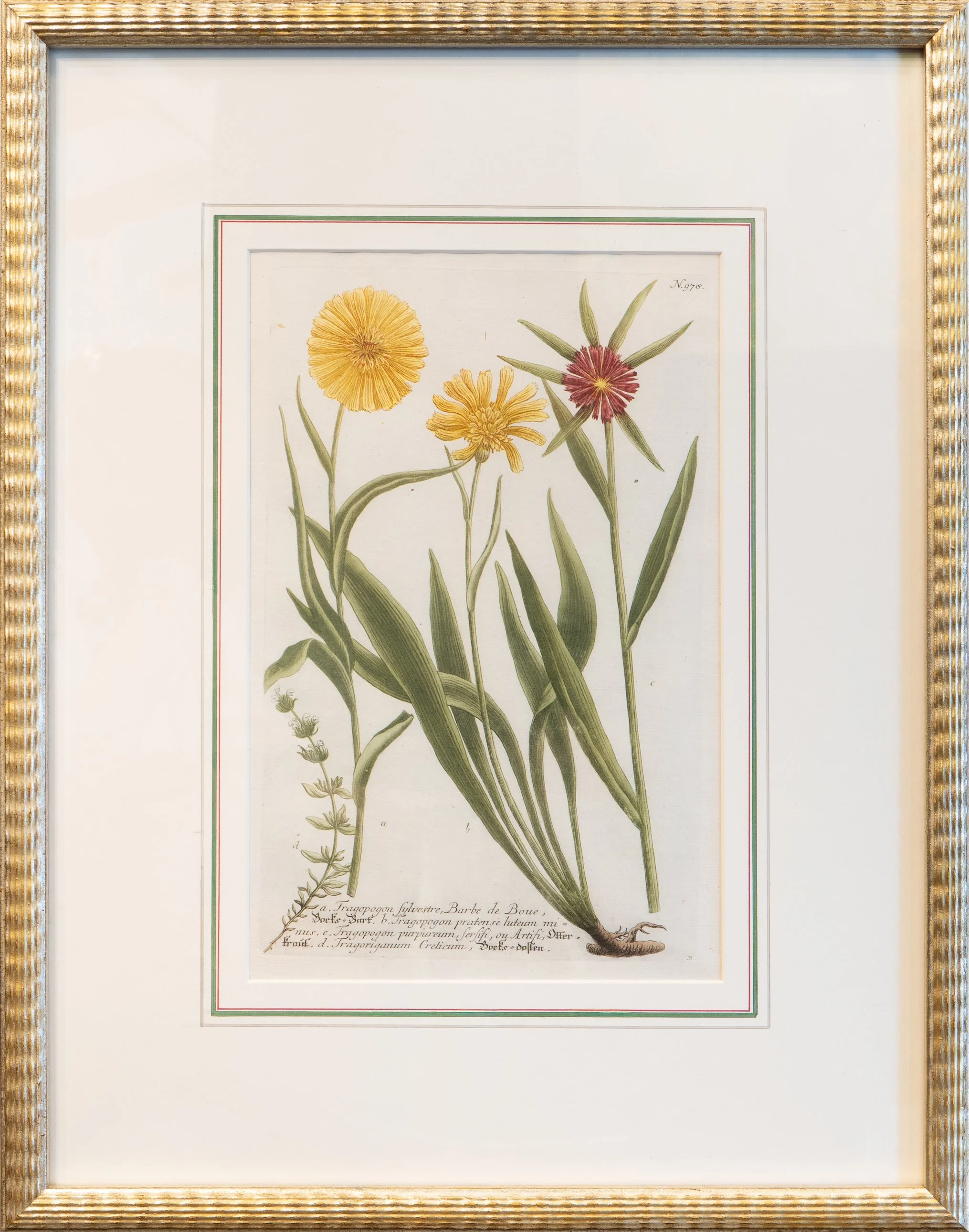 Phytanthoza Iconographia I - Johann Weinnmann, Amersterdam 1739-1748 - Original hand colored Mezzotint engraving