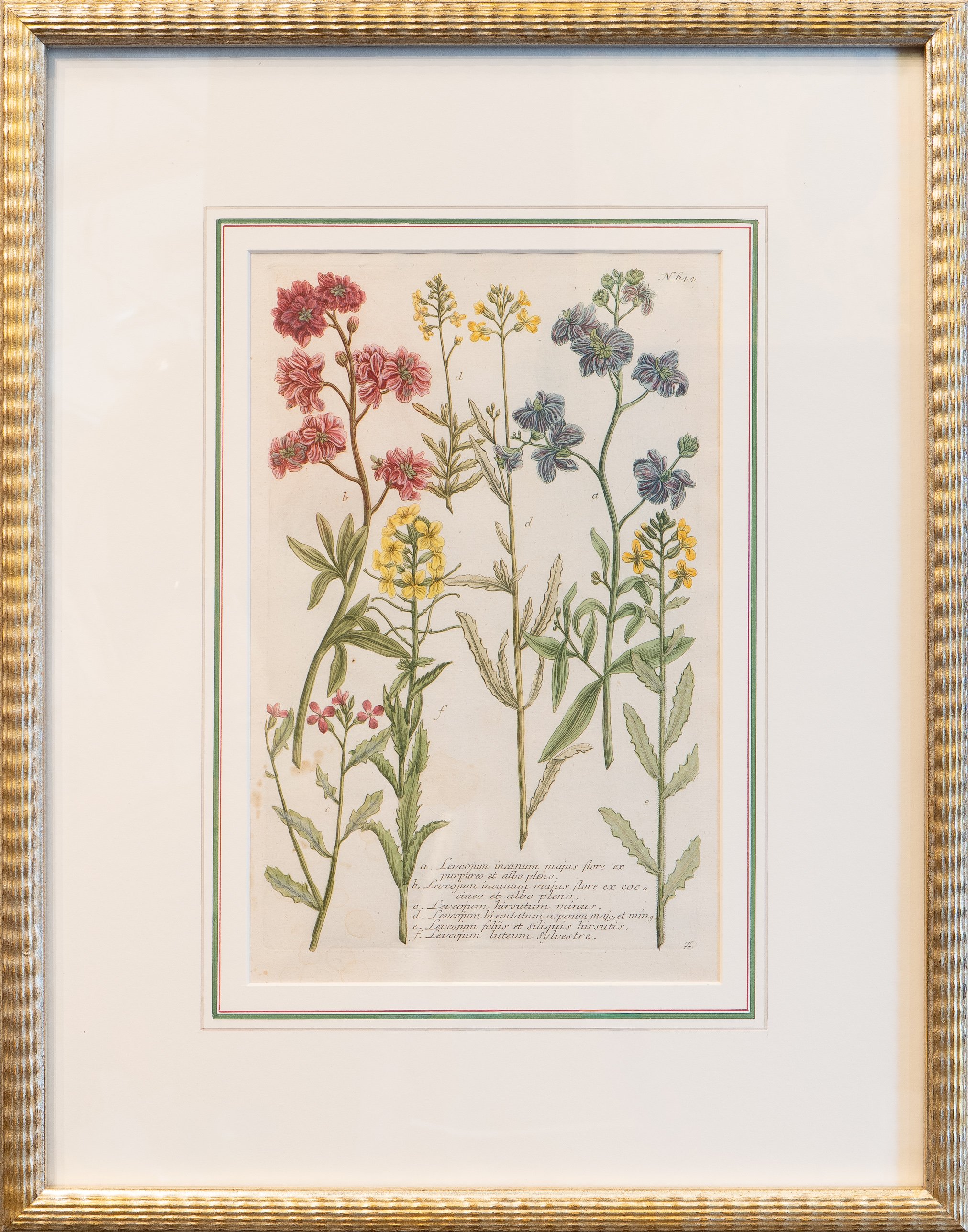 Phytanthoza Iconographia II - Johann Weinnmann, Amersterdam 1739-1748 - Original hand colored Mezzotint engraving