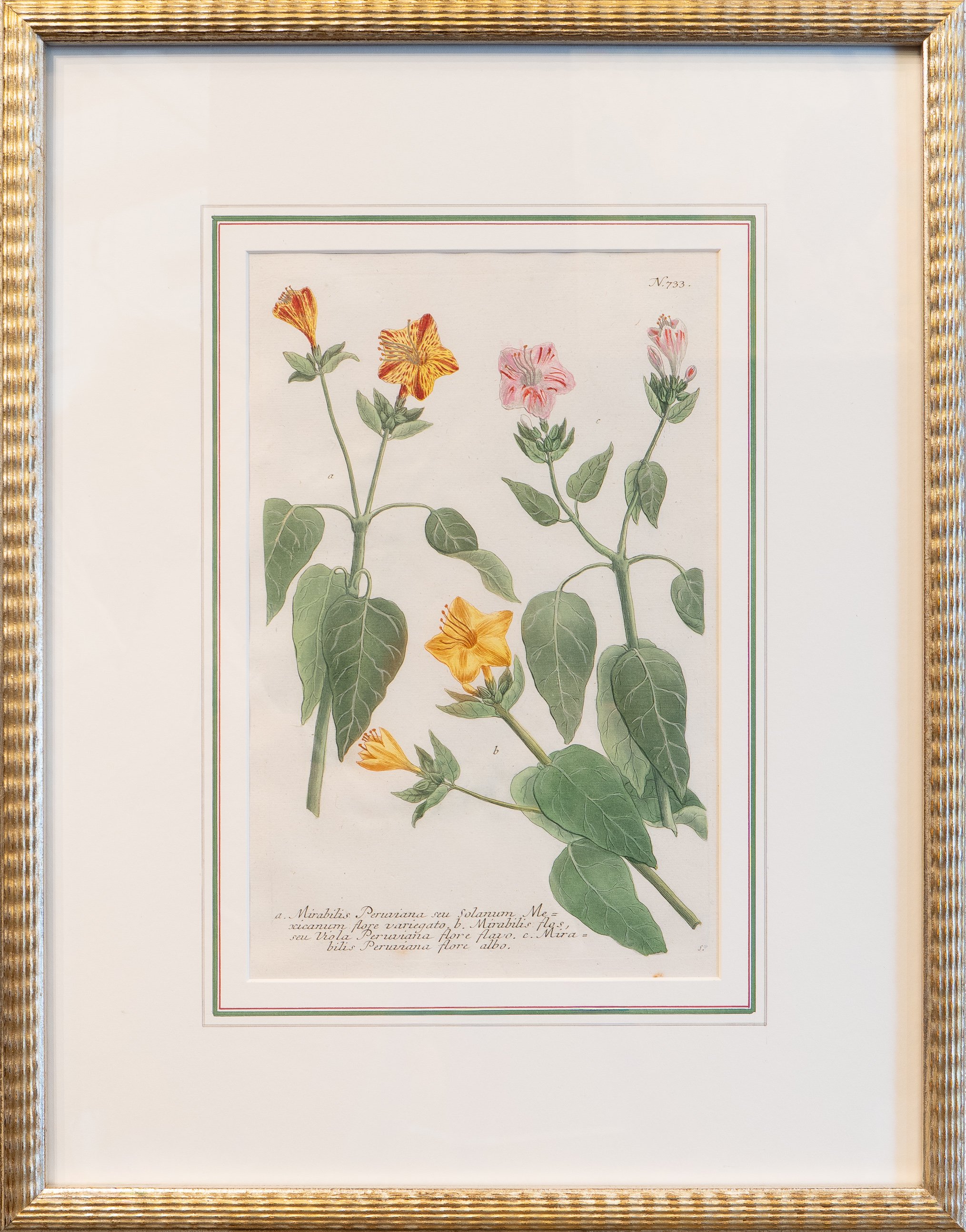 Phytanthoza Iconographia III - Johann Weinnmann, Amersterdam 1739-1748 - Original hand colored Mezzotint engraving