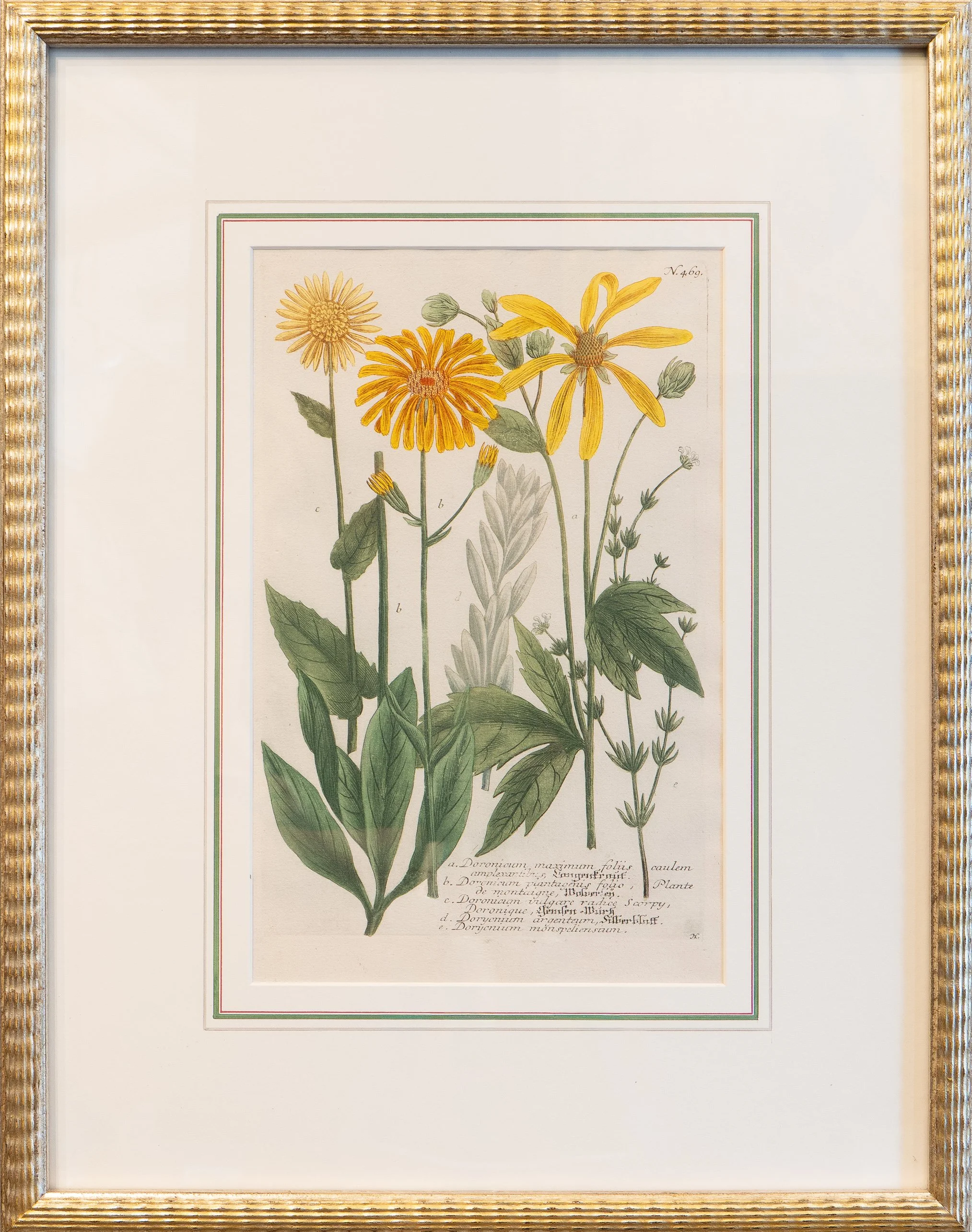 Phytanthoza Iconographia IV - Johann Weinnmann, Amersterdam 1739-1748 - Original hand colored Mezzotint engraving