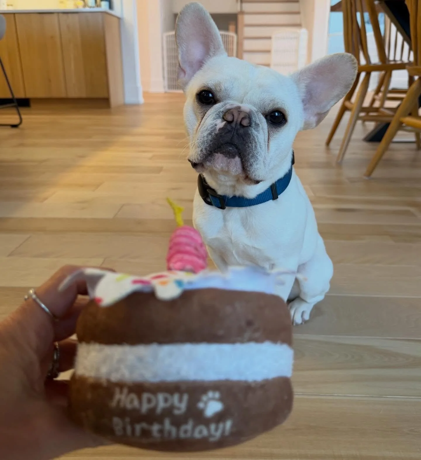 Happy 1st Birthday Moose