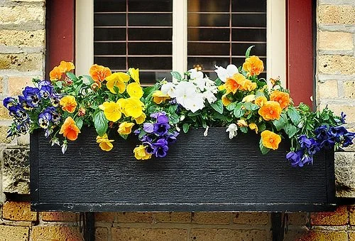 flowers-windows-boxes.jpg