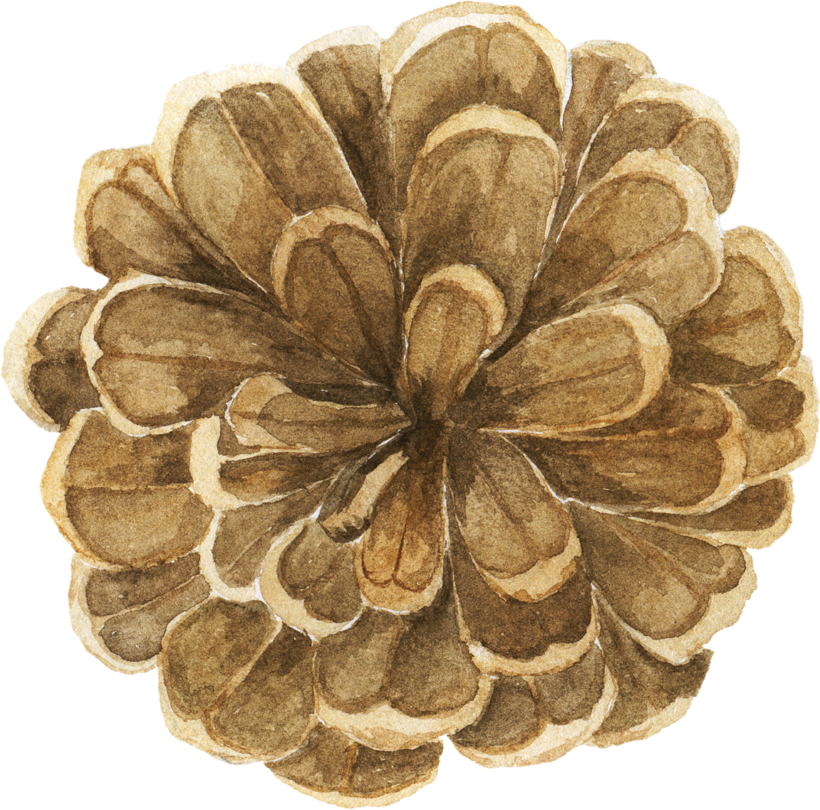 Pine_cone02.png
