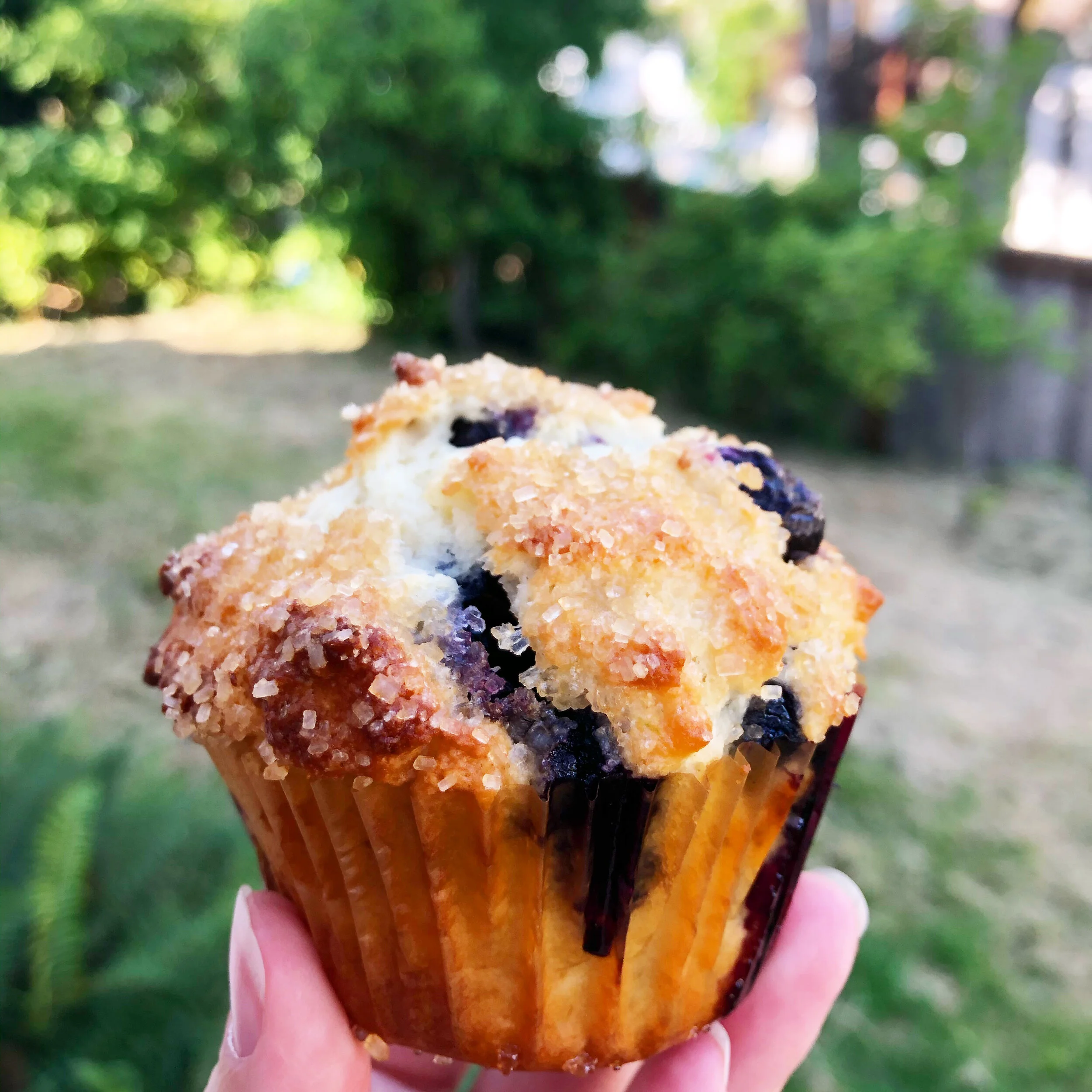 Perfect blueberry muffins