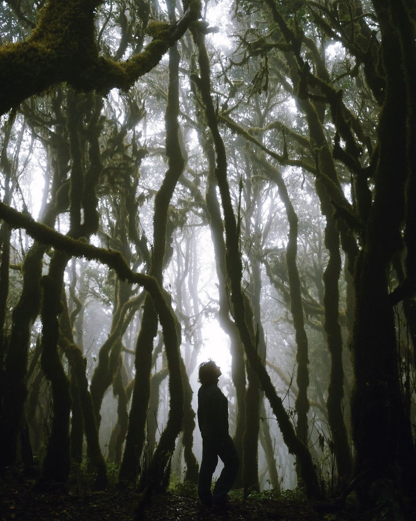 Misty mornings in Raso de la Bruma. #lagomera 
.
.
.
.
.
#travel #mountains #nature #travelphotography #landscape #photography #sky #travelgram #naturephotography #wanderlust #instagood #adventure #instatravel #naturelovers #serialshooters #moodygram