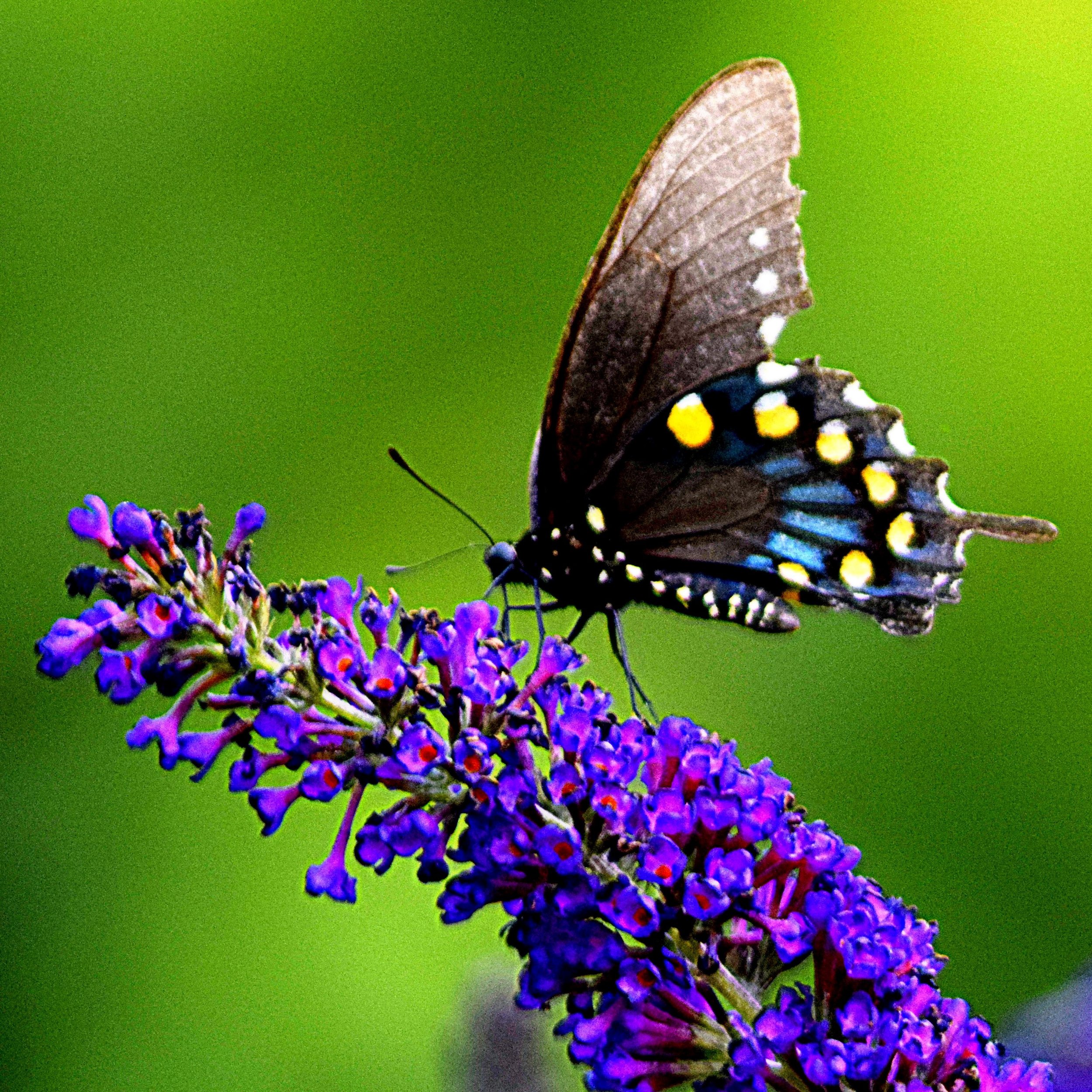 Linda Kay Massey