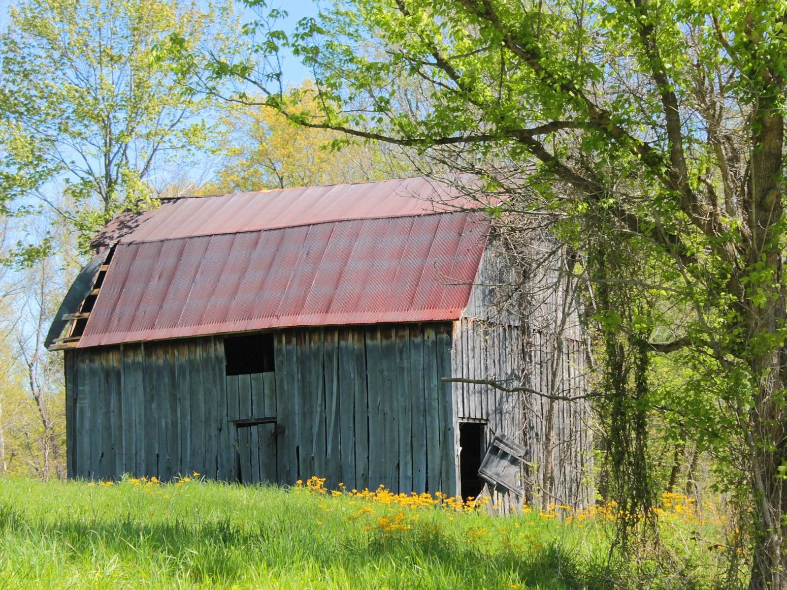 Barn with yellow flowers 43.jpg
