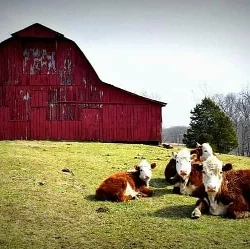 The Carnegie to feature work of GreeneStreets photo contributor Nick Schneider