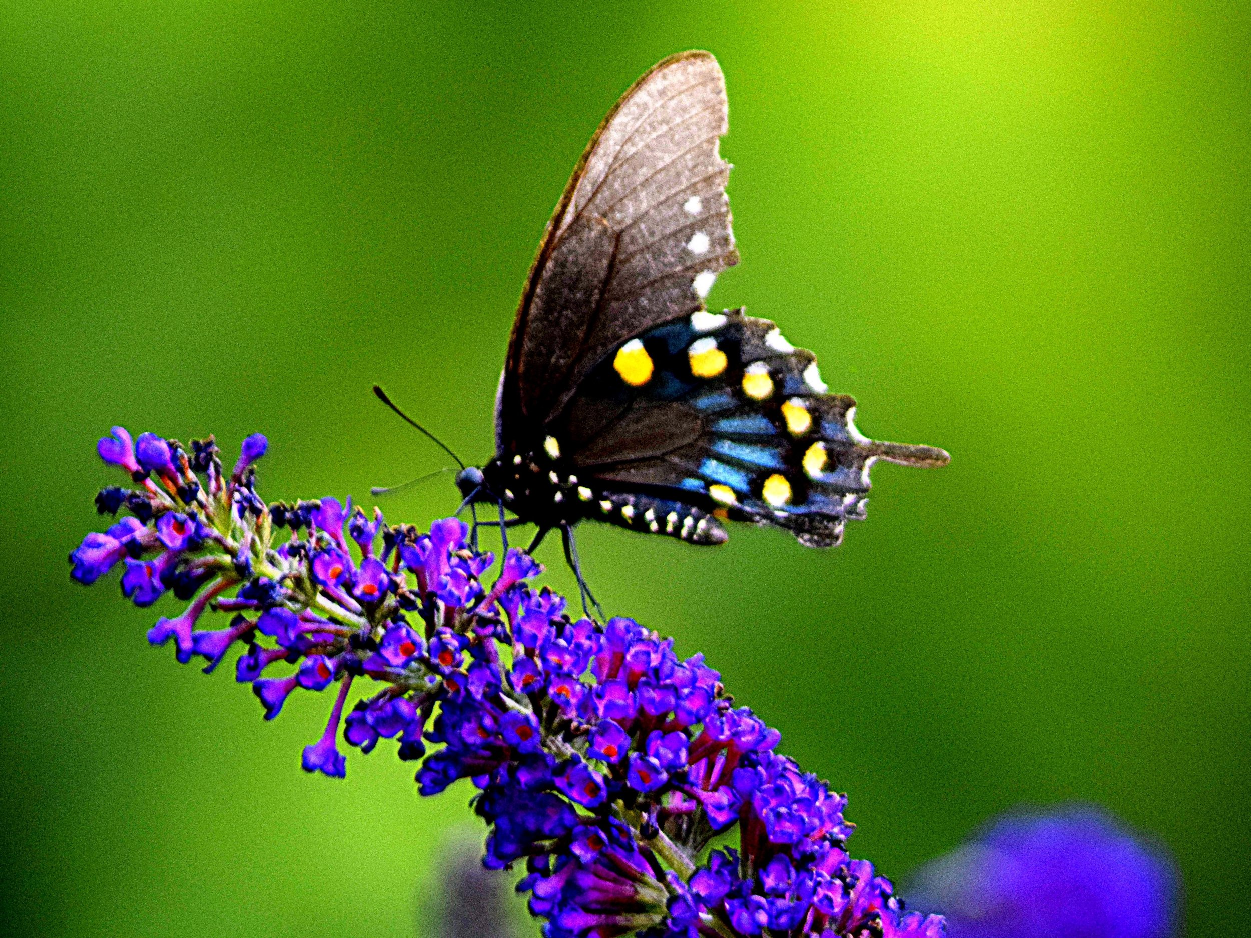 Butterfly with purple flower 43.jpg