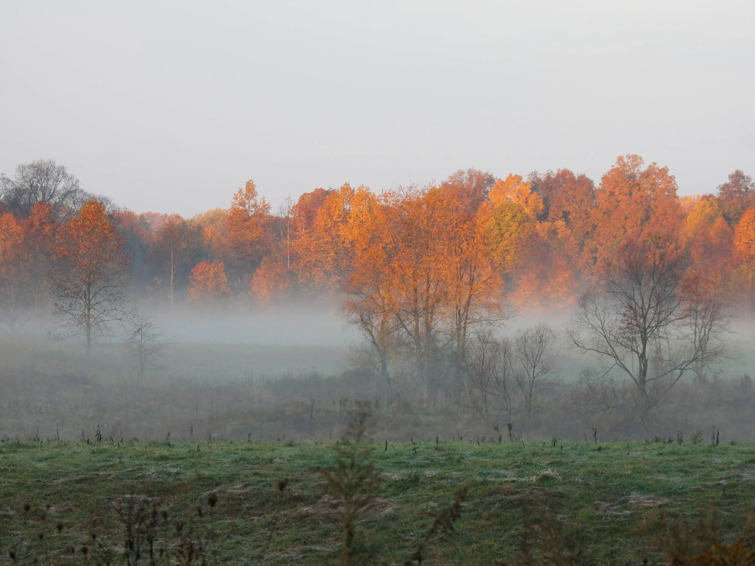 Foggy 43.jpg